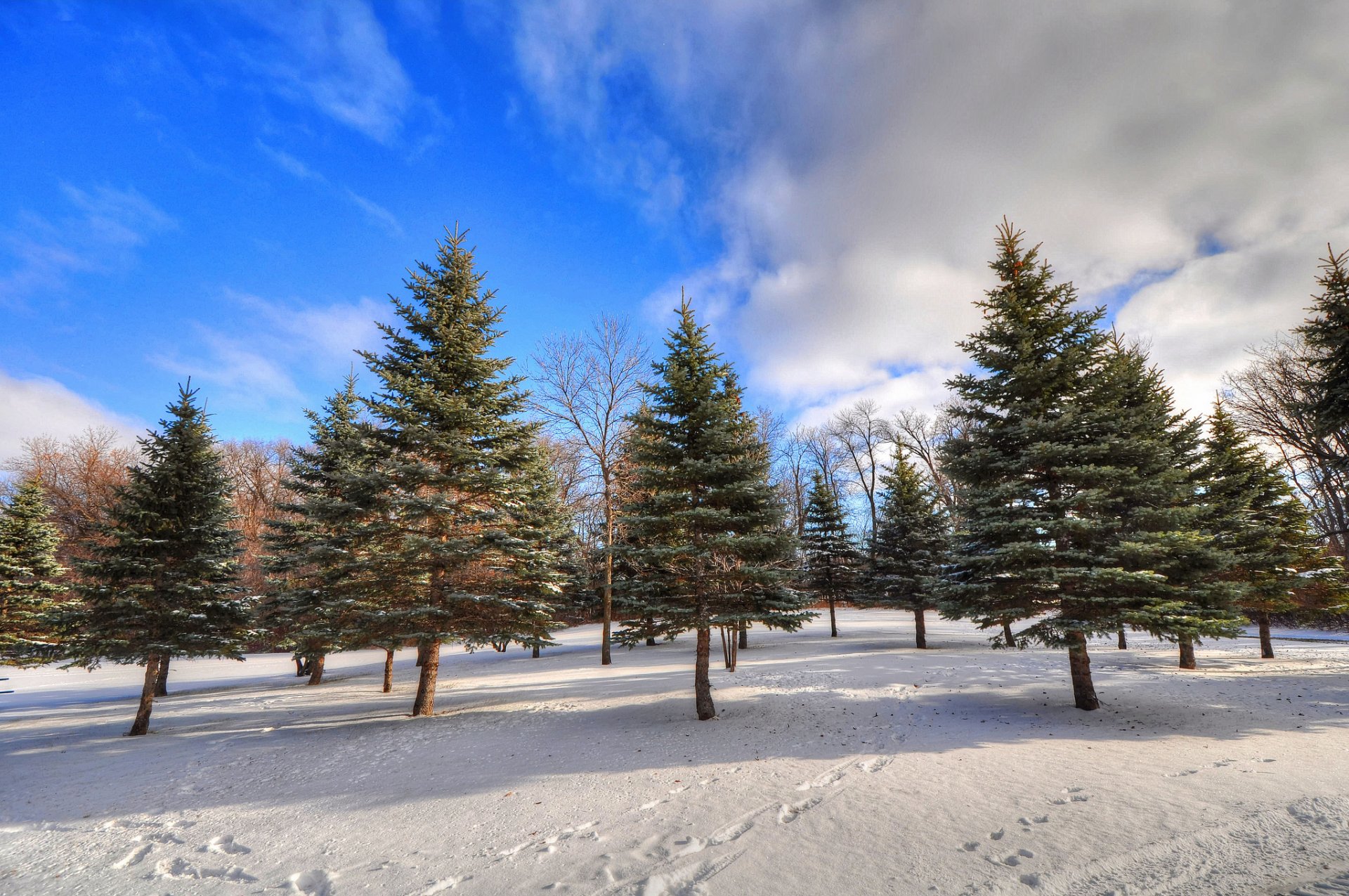 cielo nubes invierno bosque árboles nieve huellas abeto