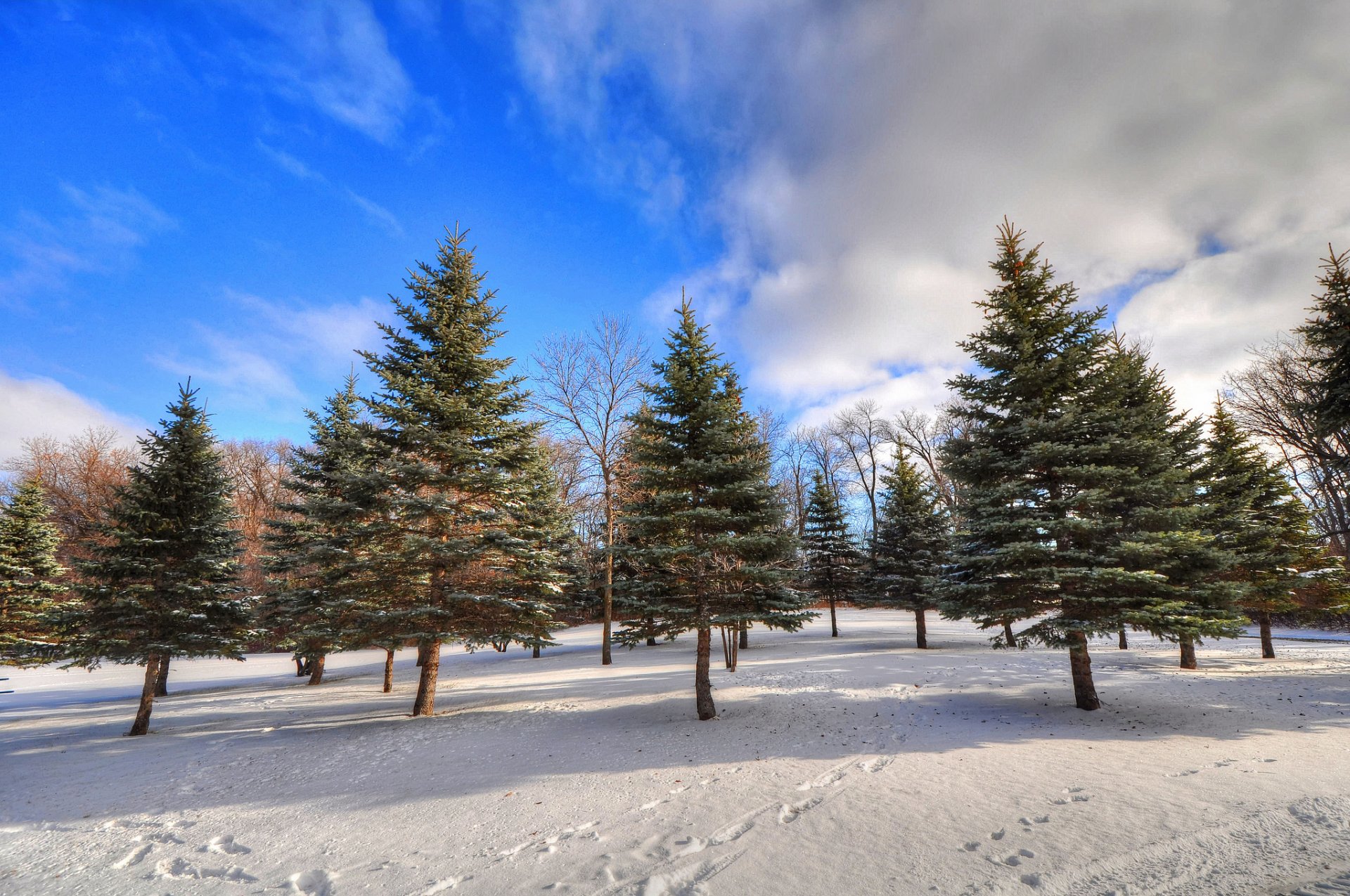 cielo nuvole inverno foresta alberi neve impronte abete rosso