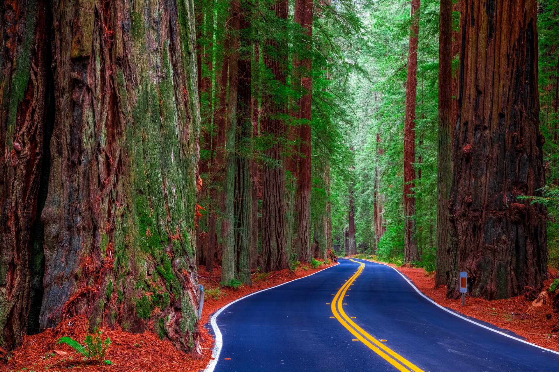 redwood state park californie états-unis route forêt arbres