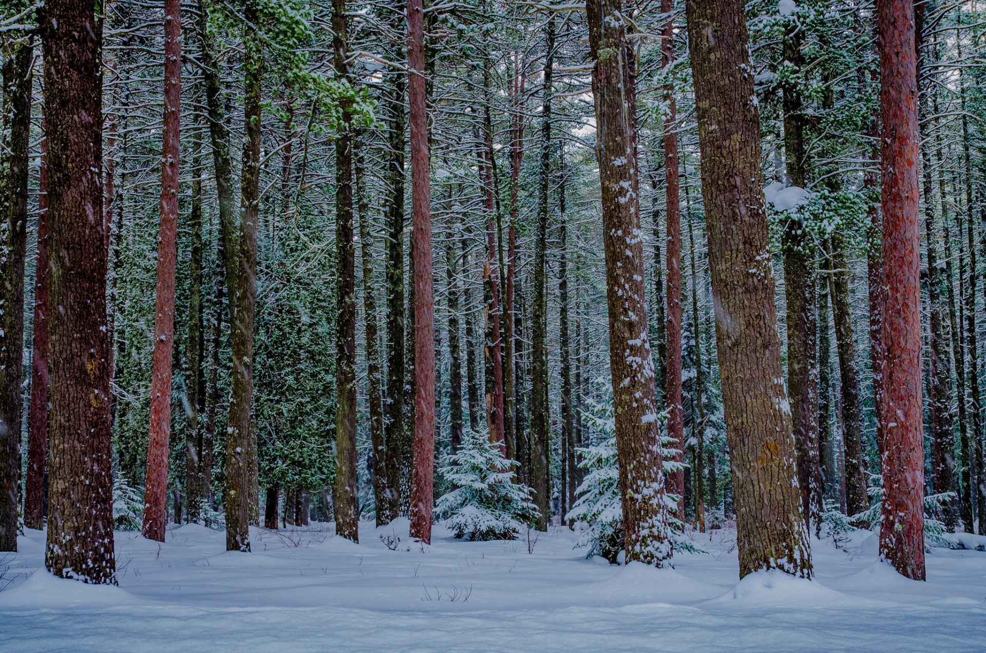 natur wald schnee