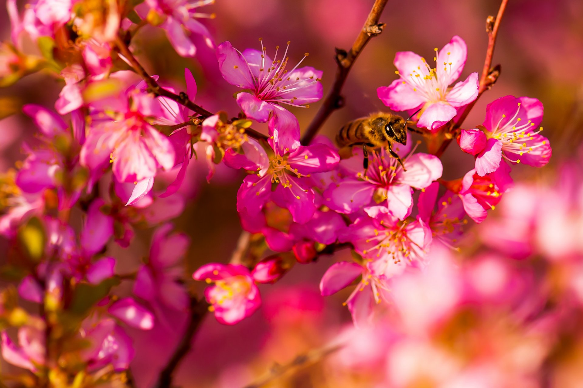 upplies flower spring insect bee close up