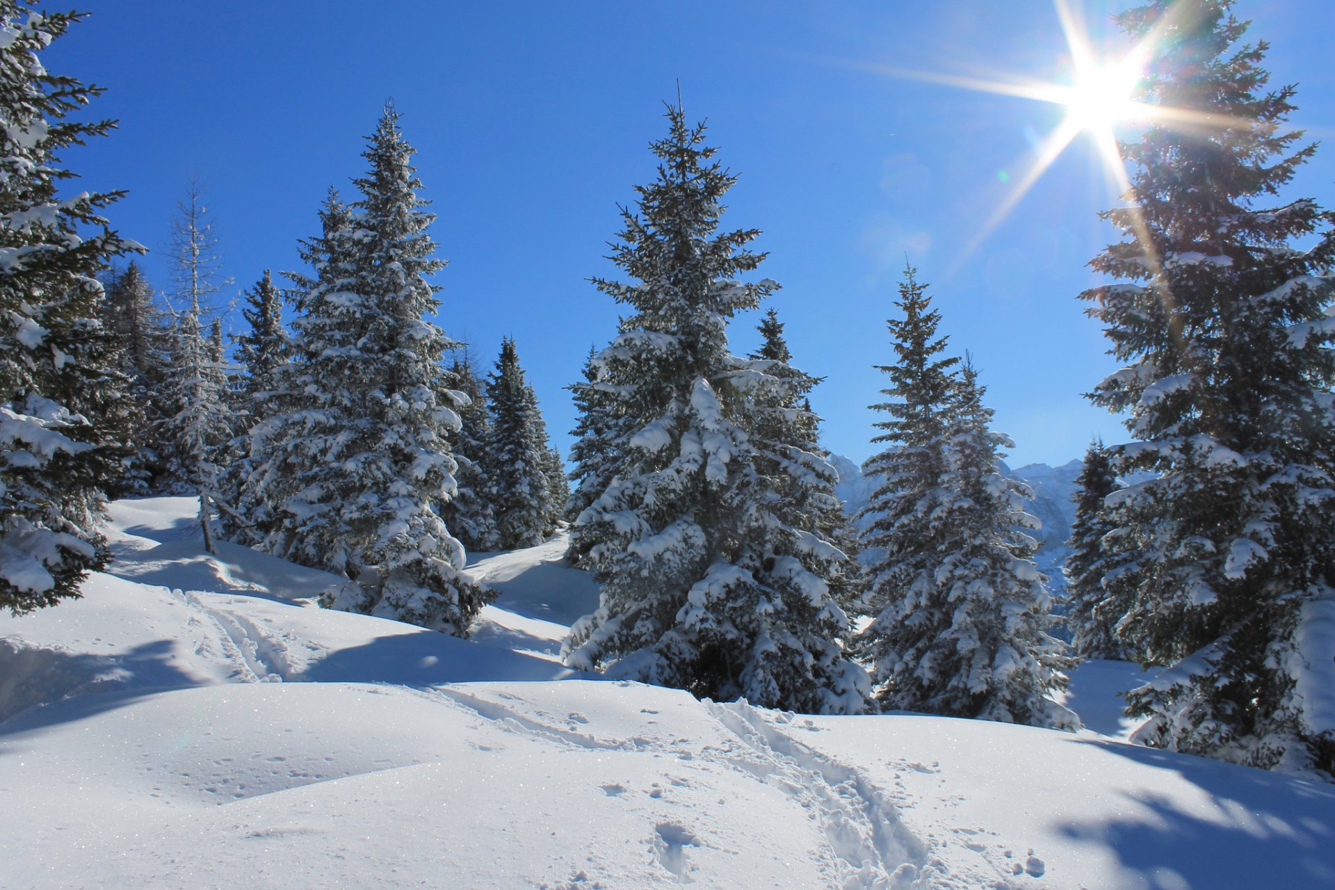 ky sun rays winter forest snow tree trace