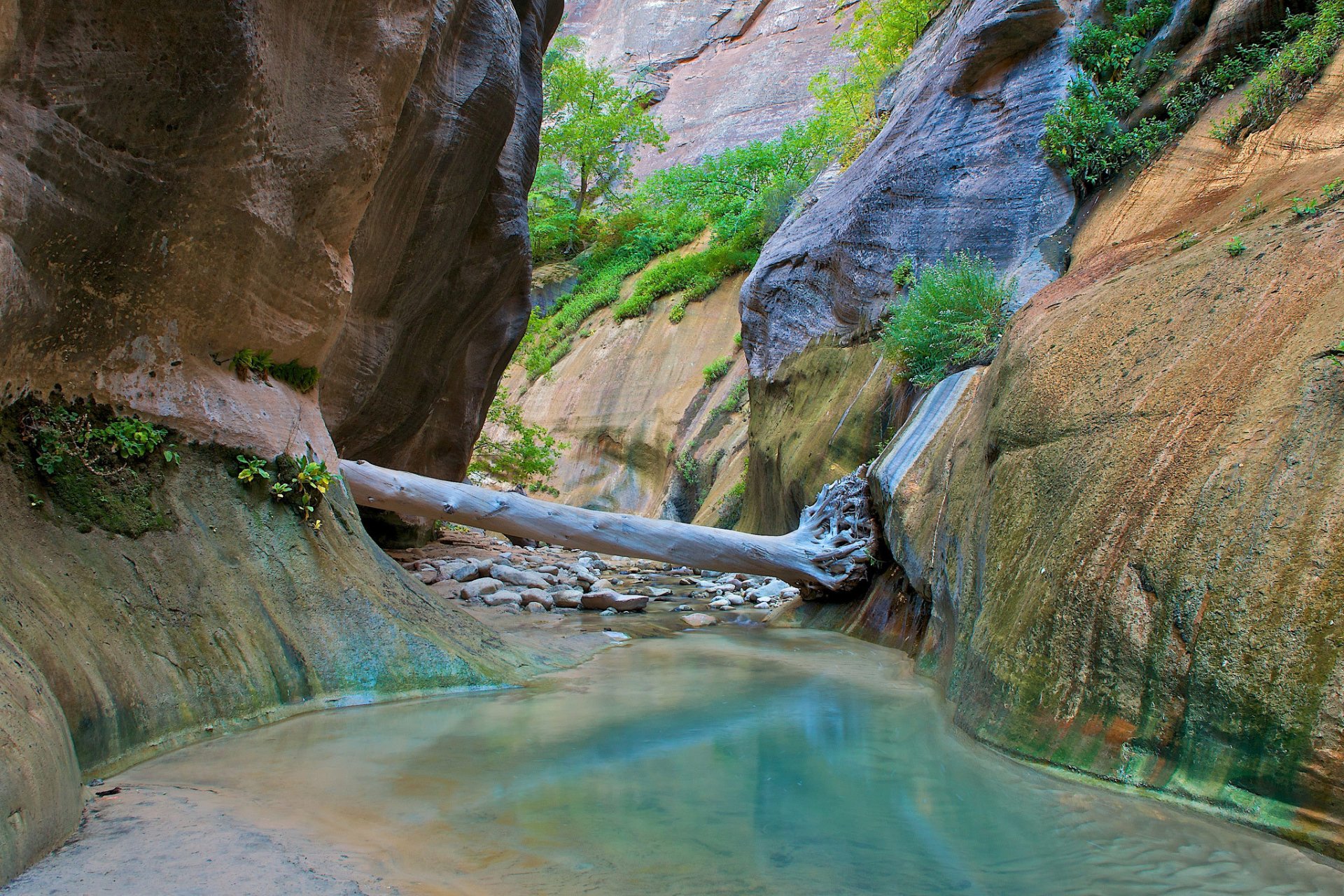 park narodowy zion park narodowy zion utah rzeka strumień wąwóz skały skały drzewo