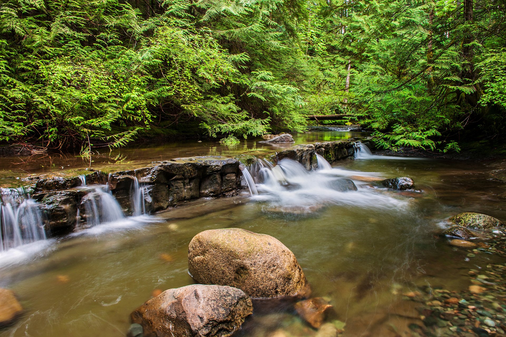 forest river rapids rock stones waterfall tree