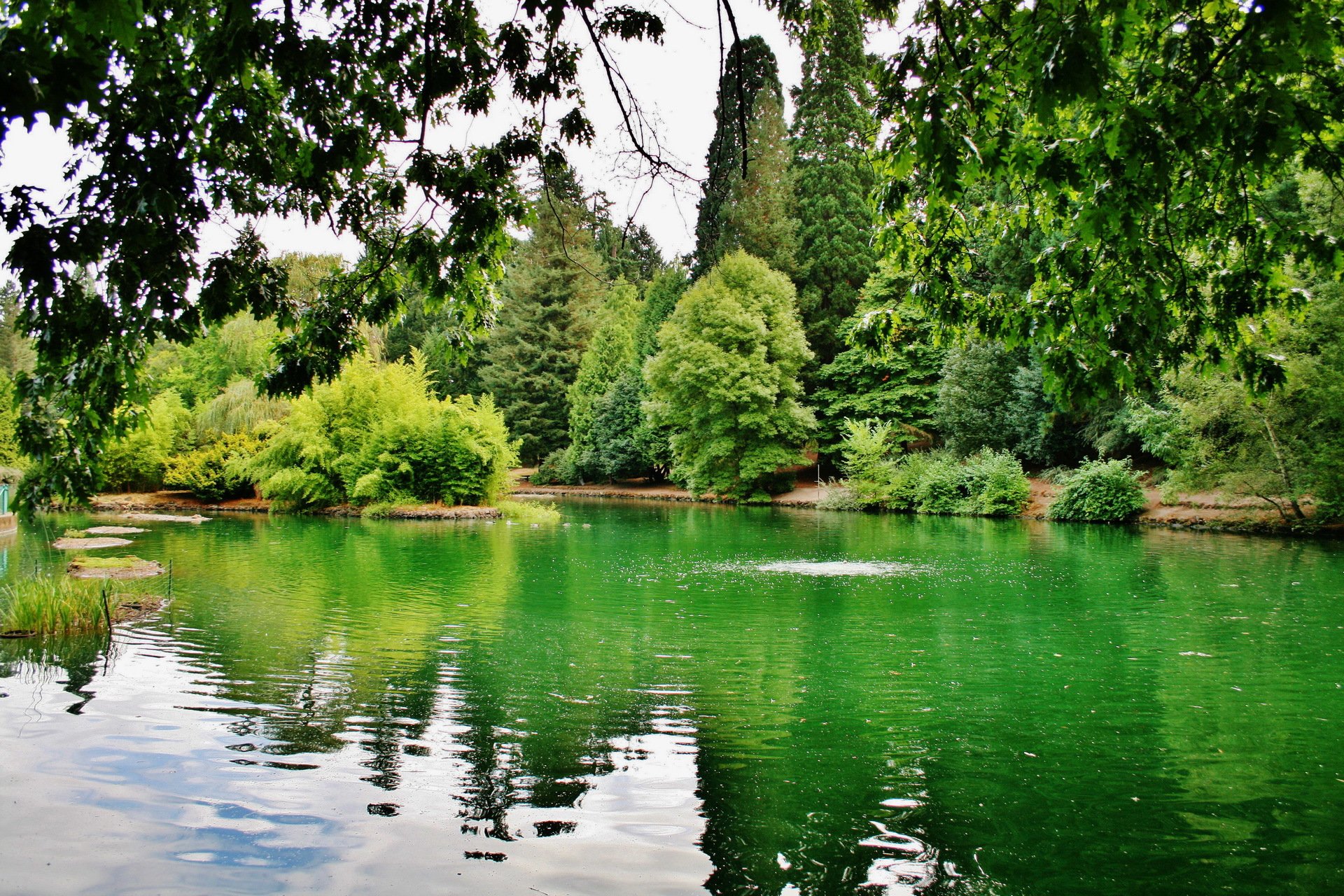 stati uniti d america laurelhurst park portland oregon lago alberi rami verde