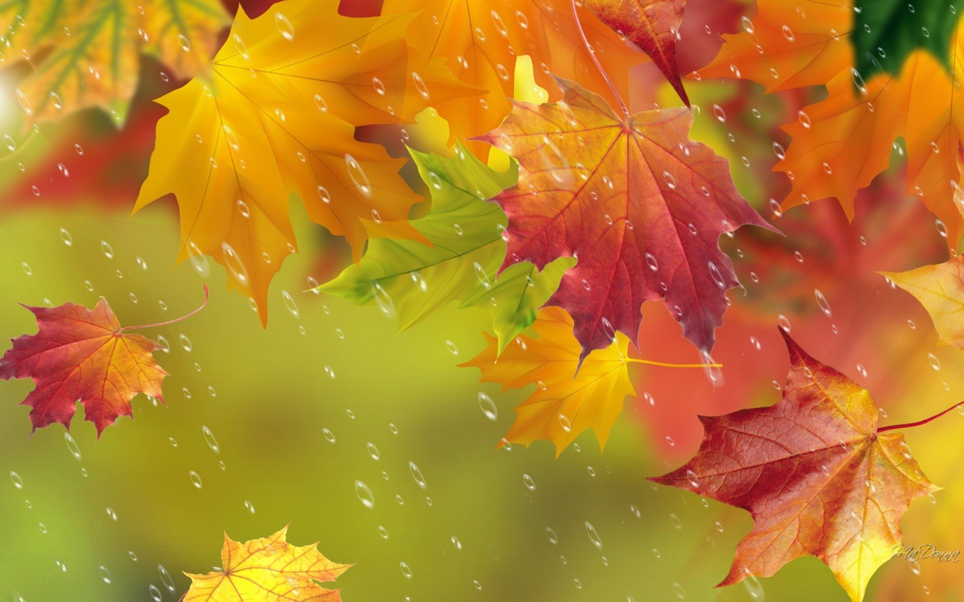 otoño hojas arce gotas lluvia