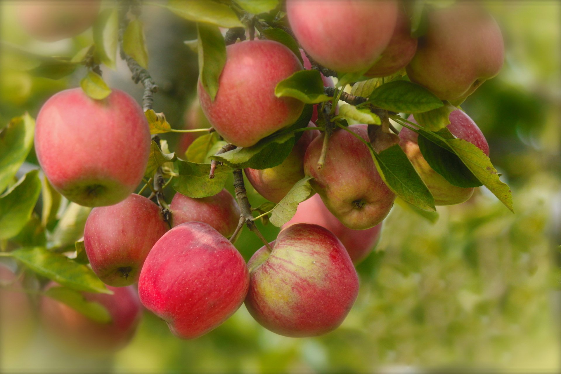 ramas hojas frutas manzanas