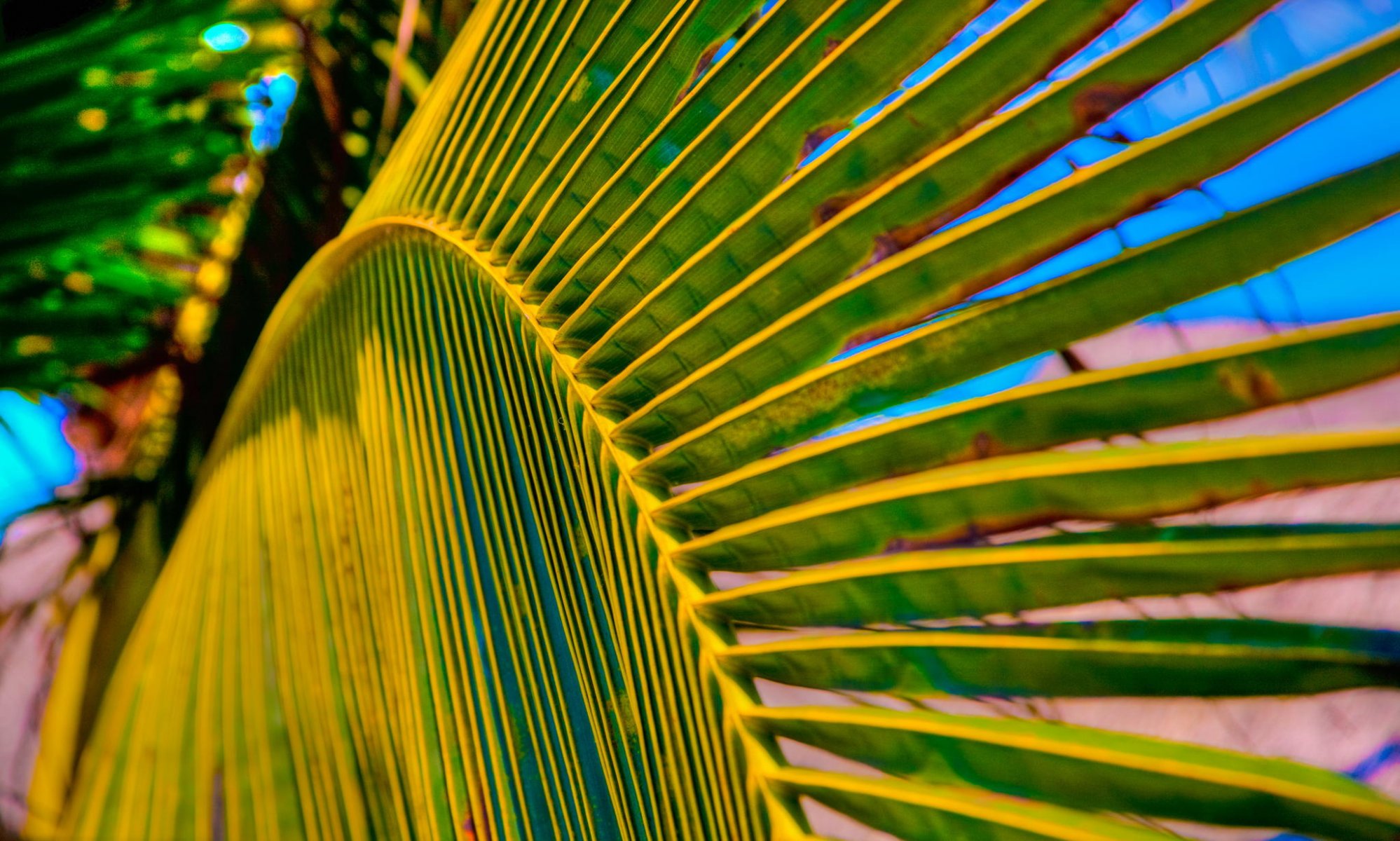 sommer palme blatt makro
