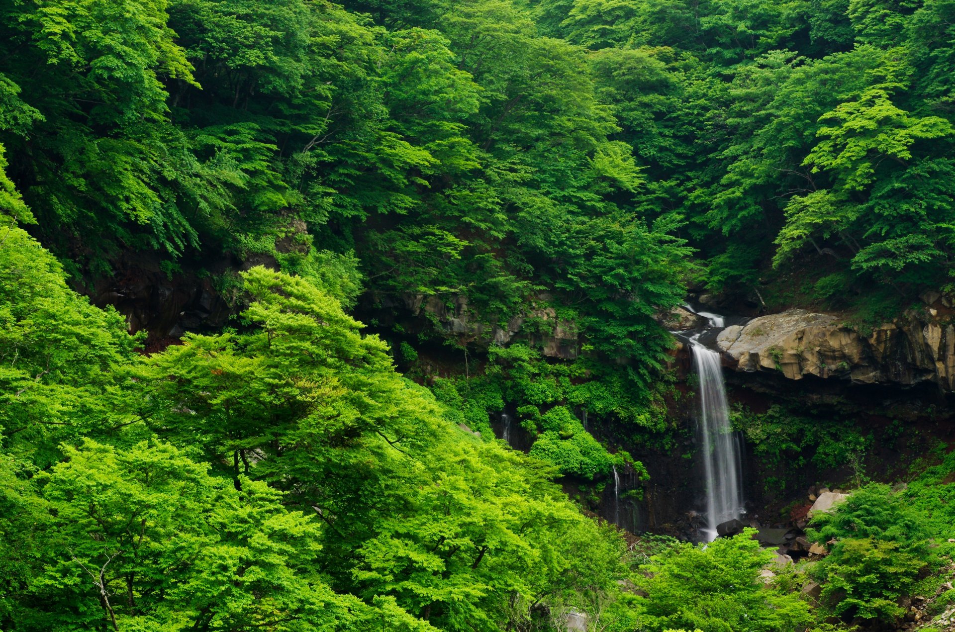 forest tree thickets waterfall rock stone