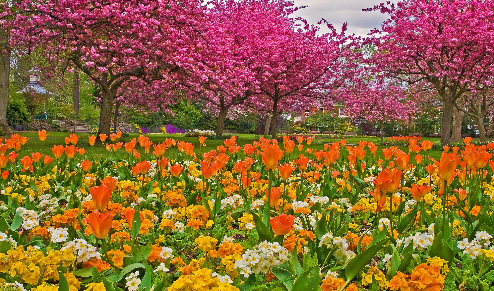 jardin parc herbe fleurs tulipes arbres