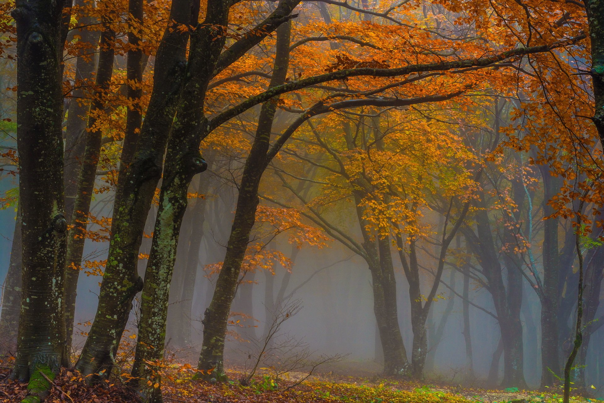 autunno foresta nebbia