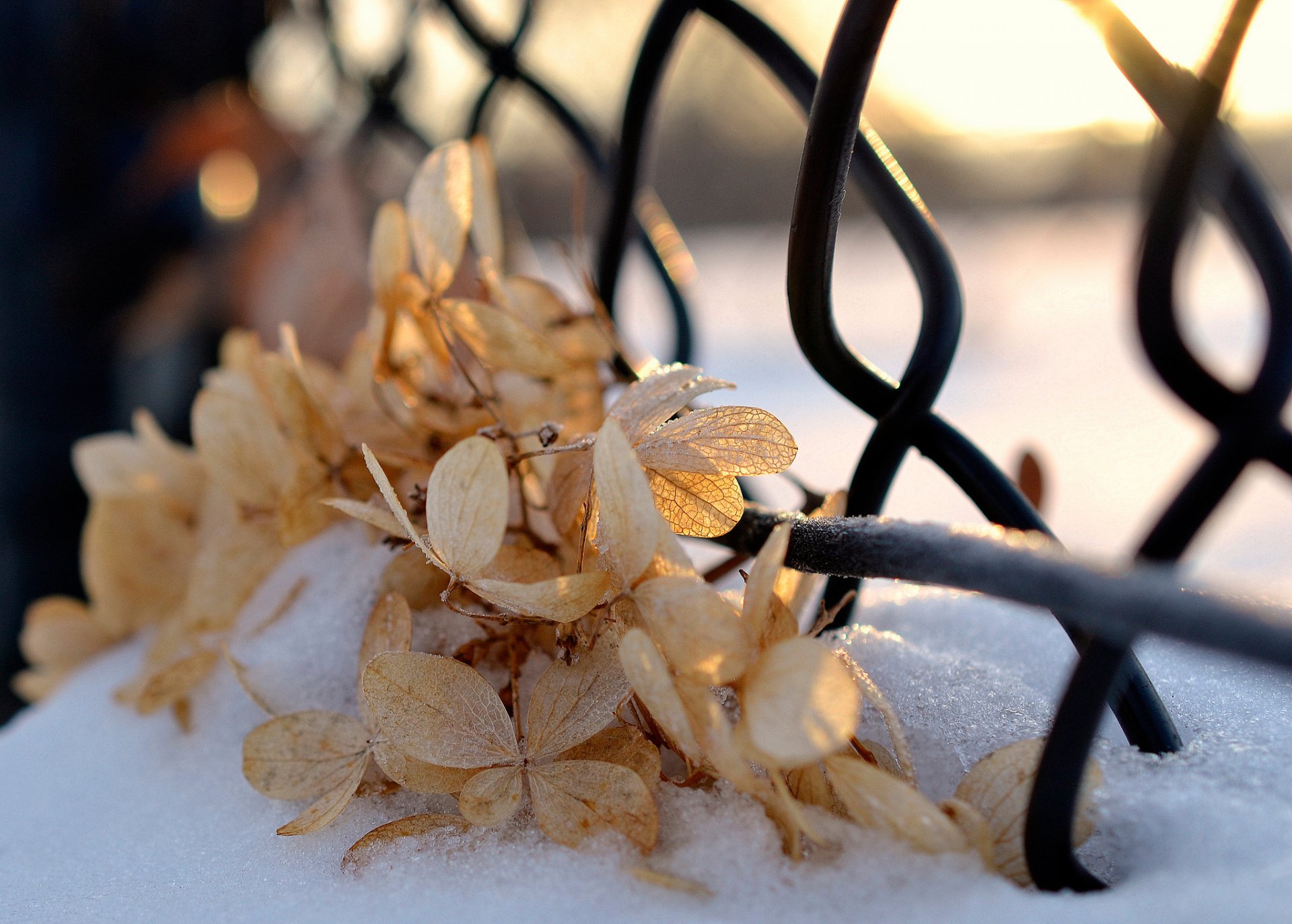 now dry leaves sunlight winter