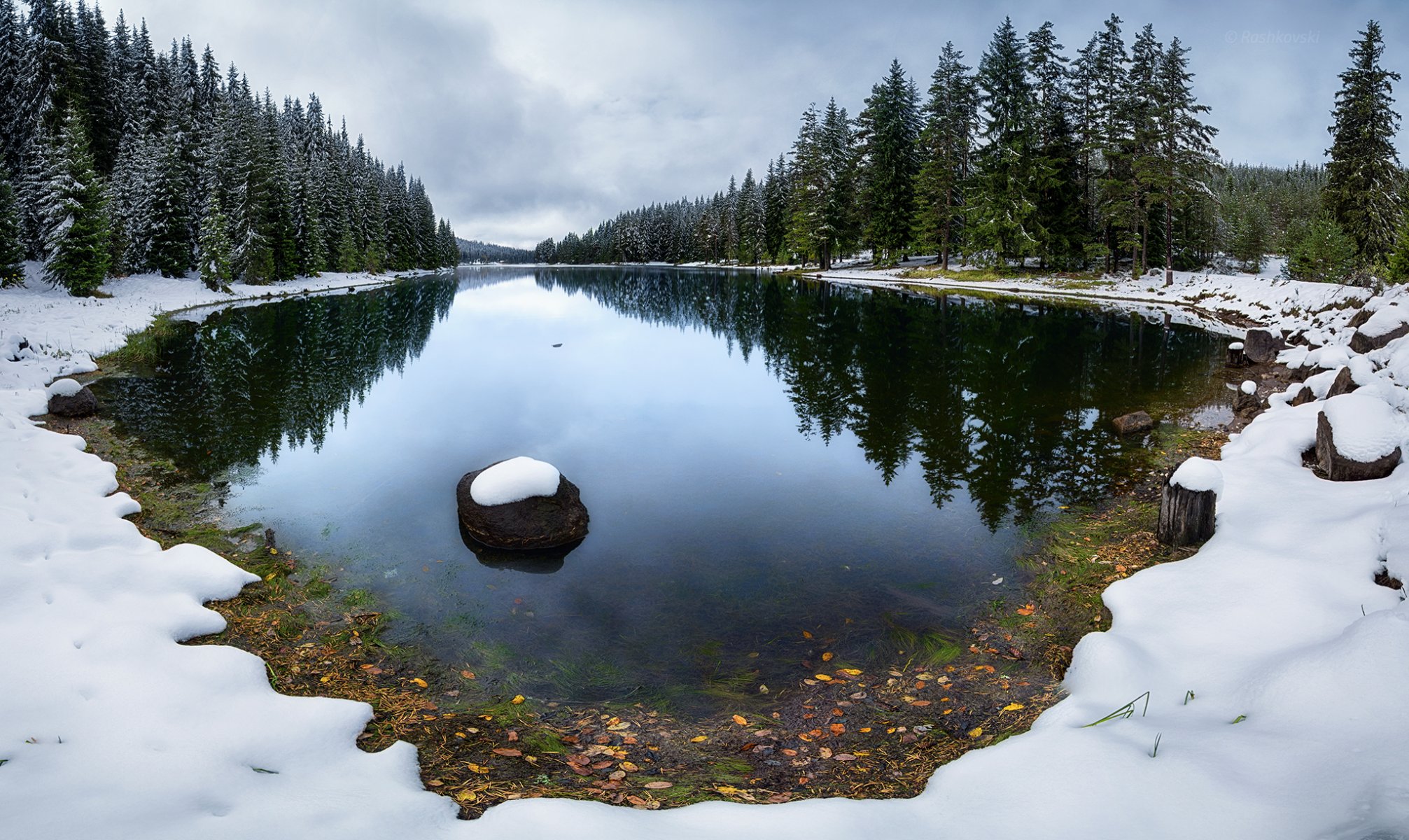 forest spruce lake snow winter of mind