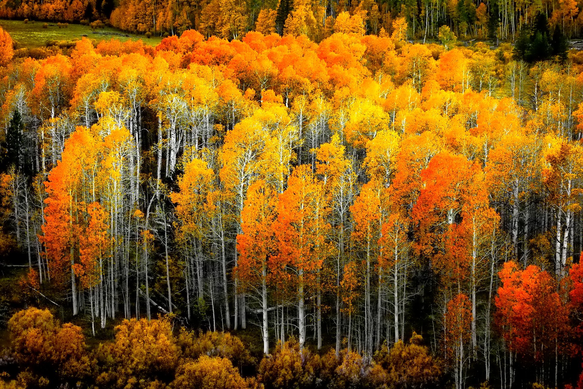 foresta boschetto pioppo tremulo foglie autunno