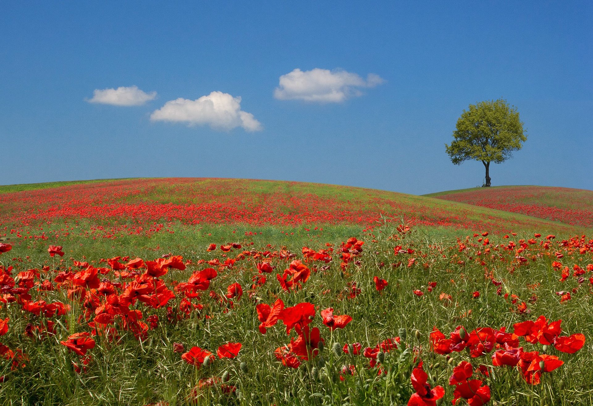 cielo colline prato campo albero fiori papaveri