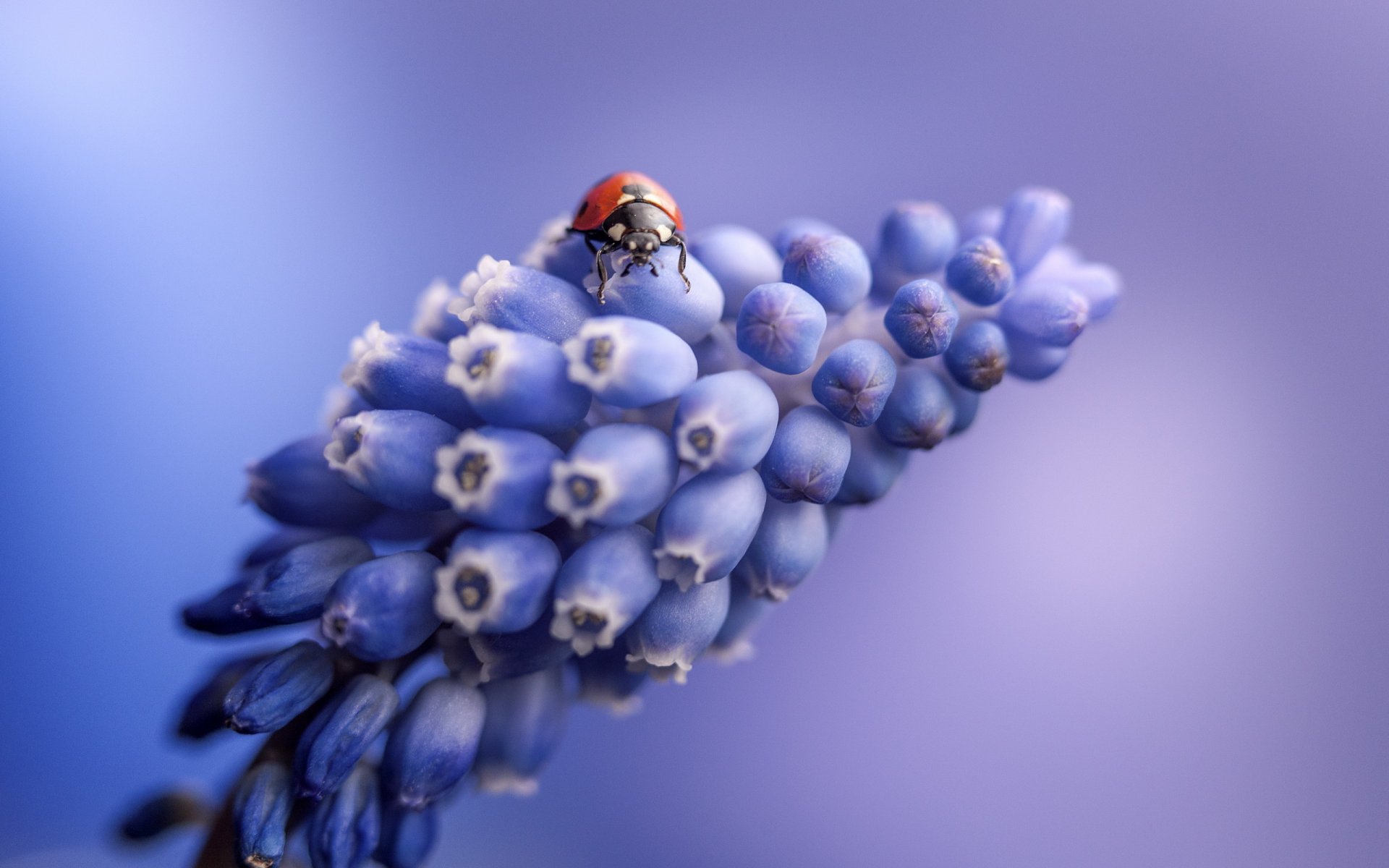 coccinella fiore natura