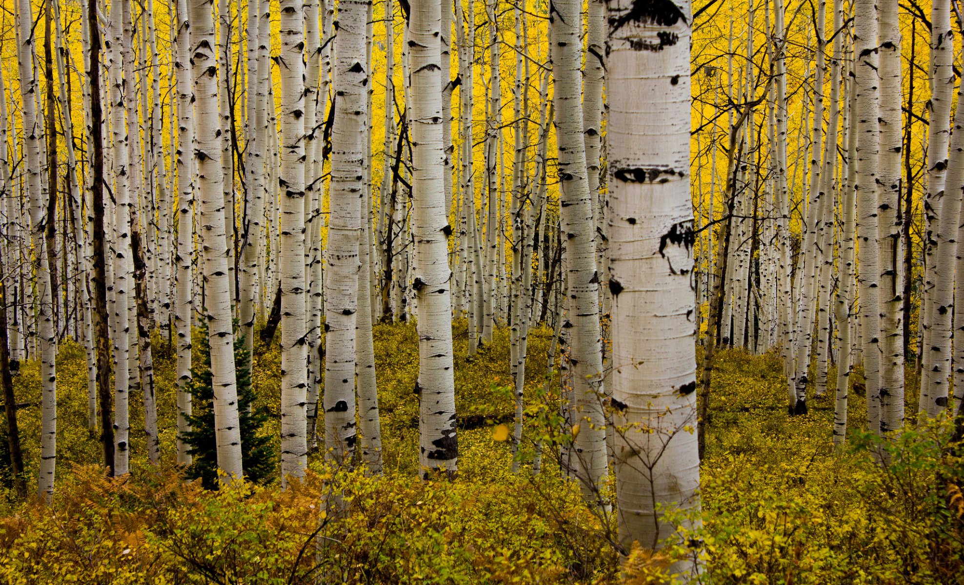 aspen colorado usa forêt tremble feuilles automne buissons bosquet