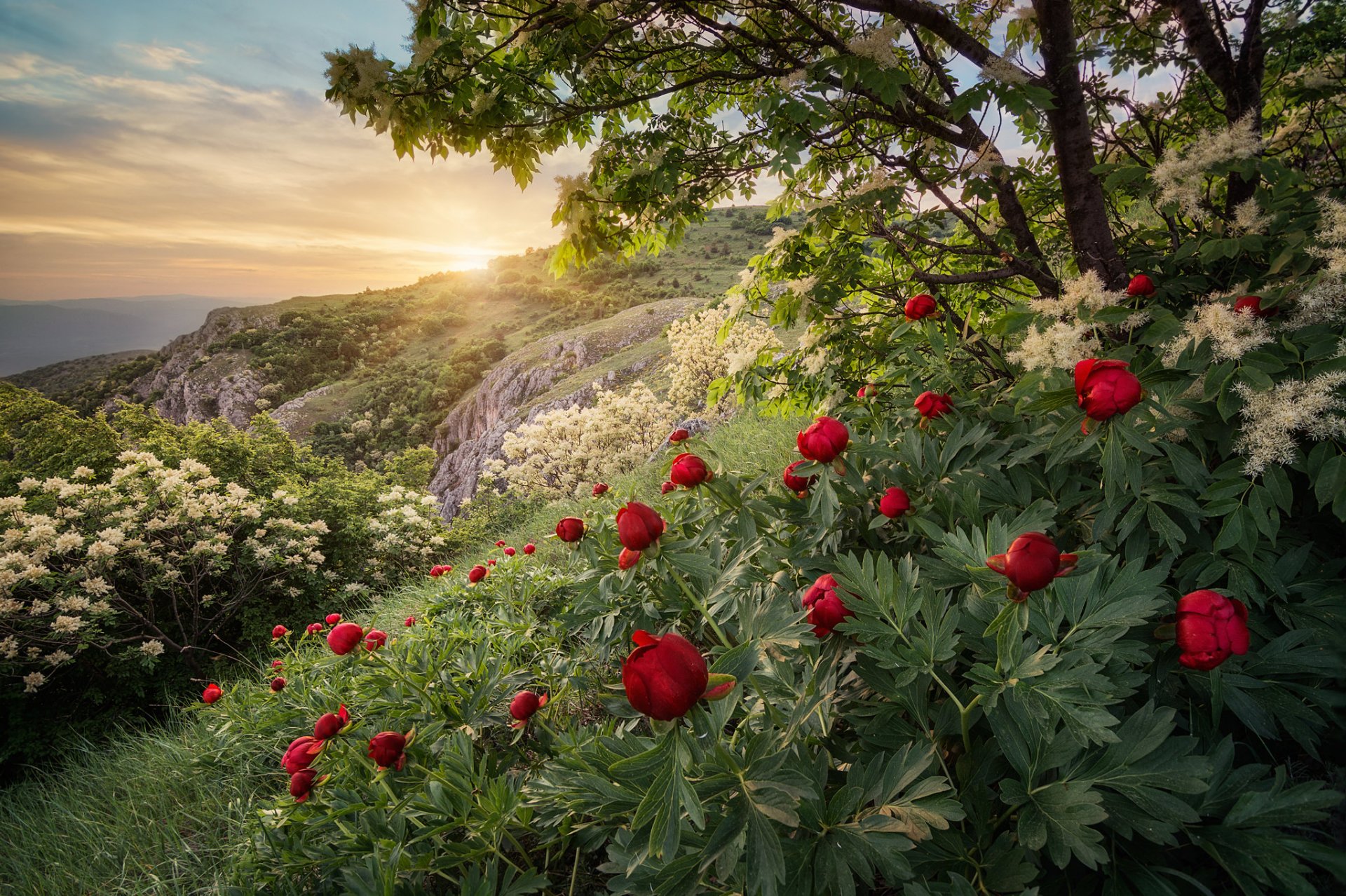 bulgarie soirée pente fleurs pivoines arbres printemps