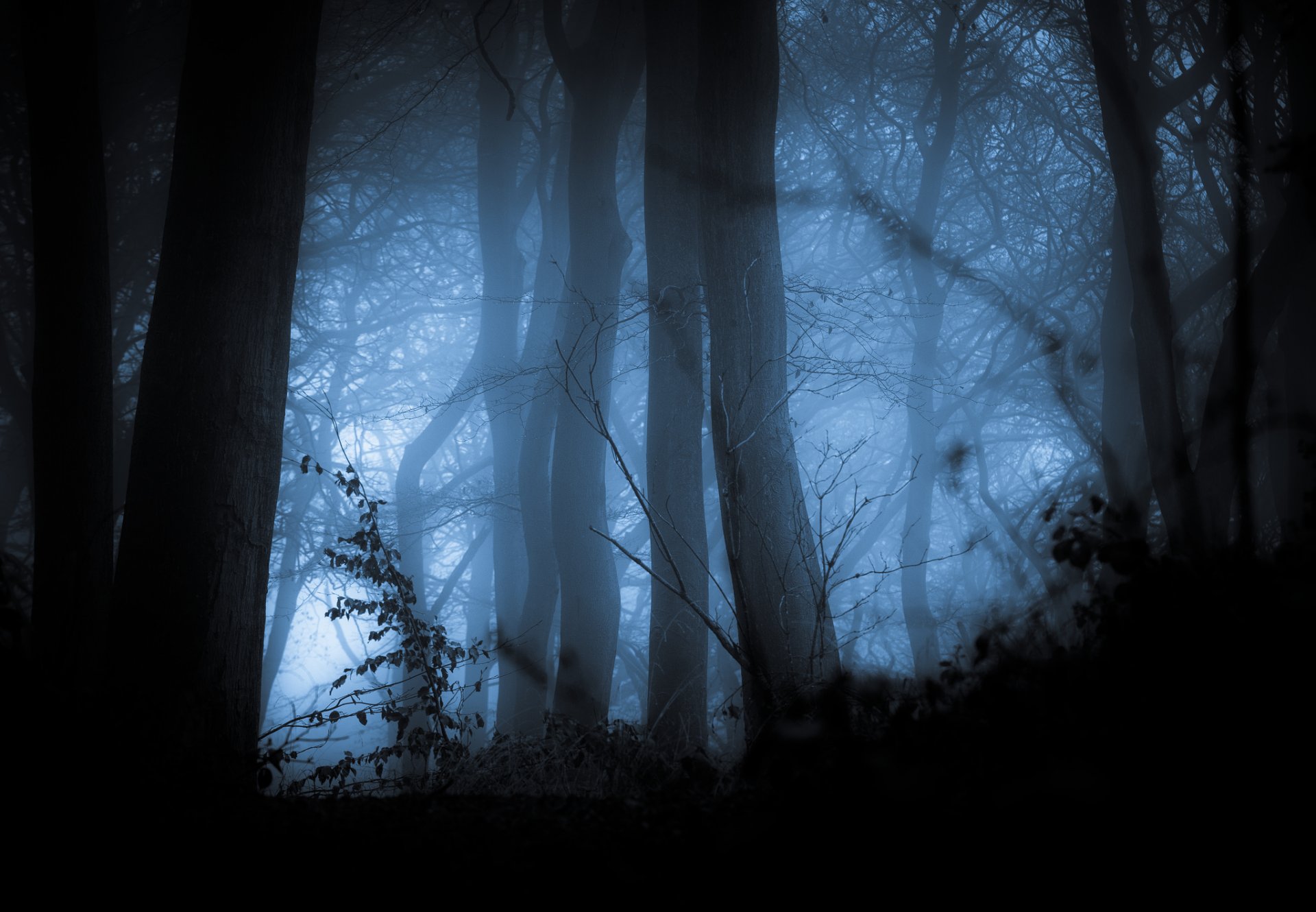 foresta alberi nebbia autunno