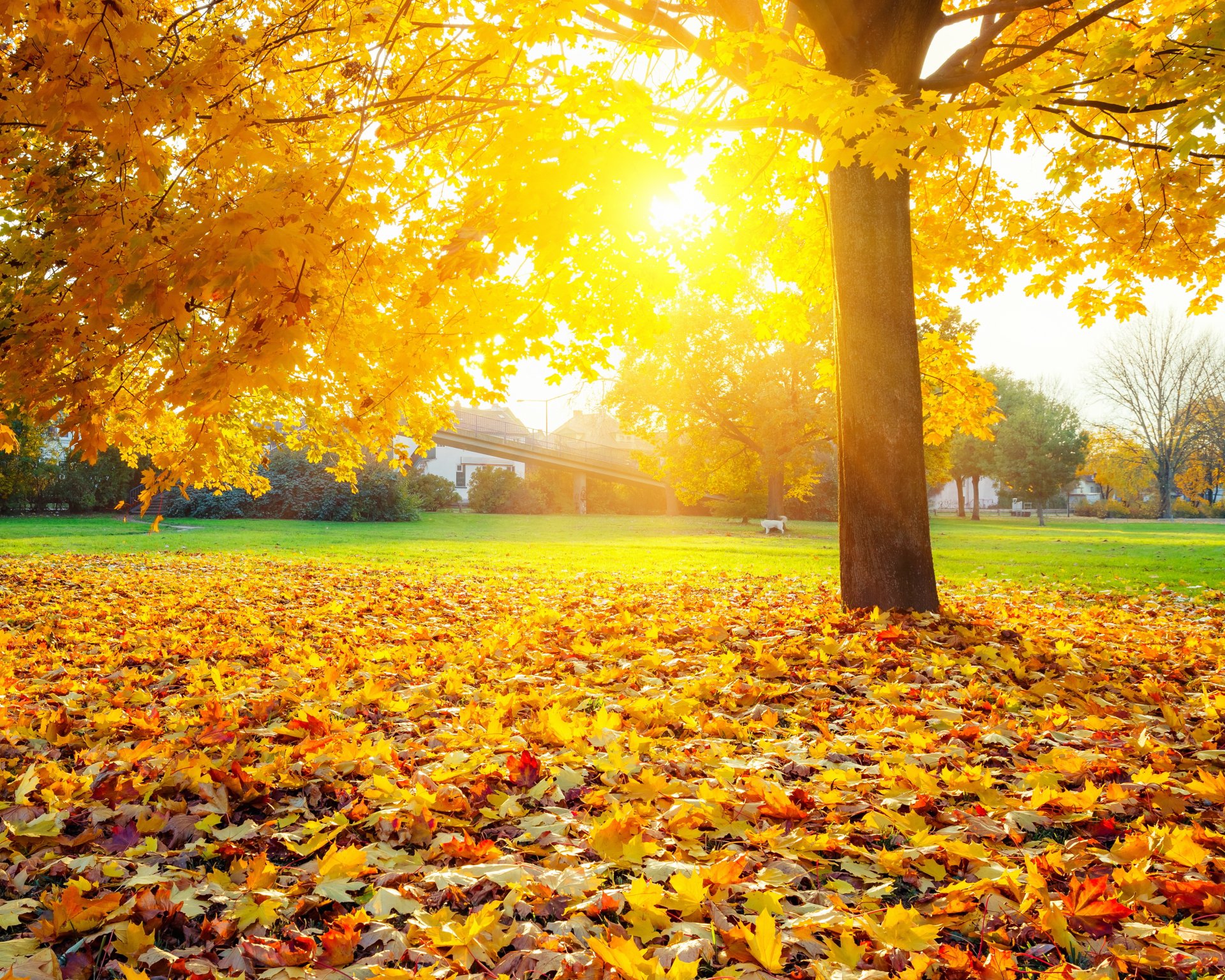 automne arbre pelouse herbe feuilles jaune rayons du soleil