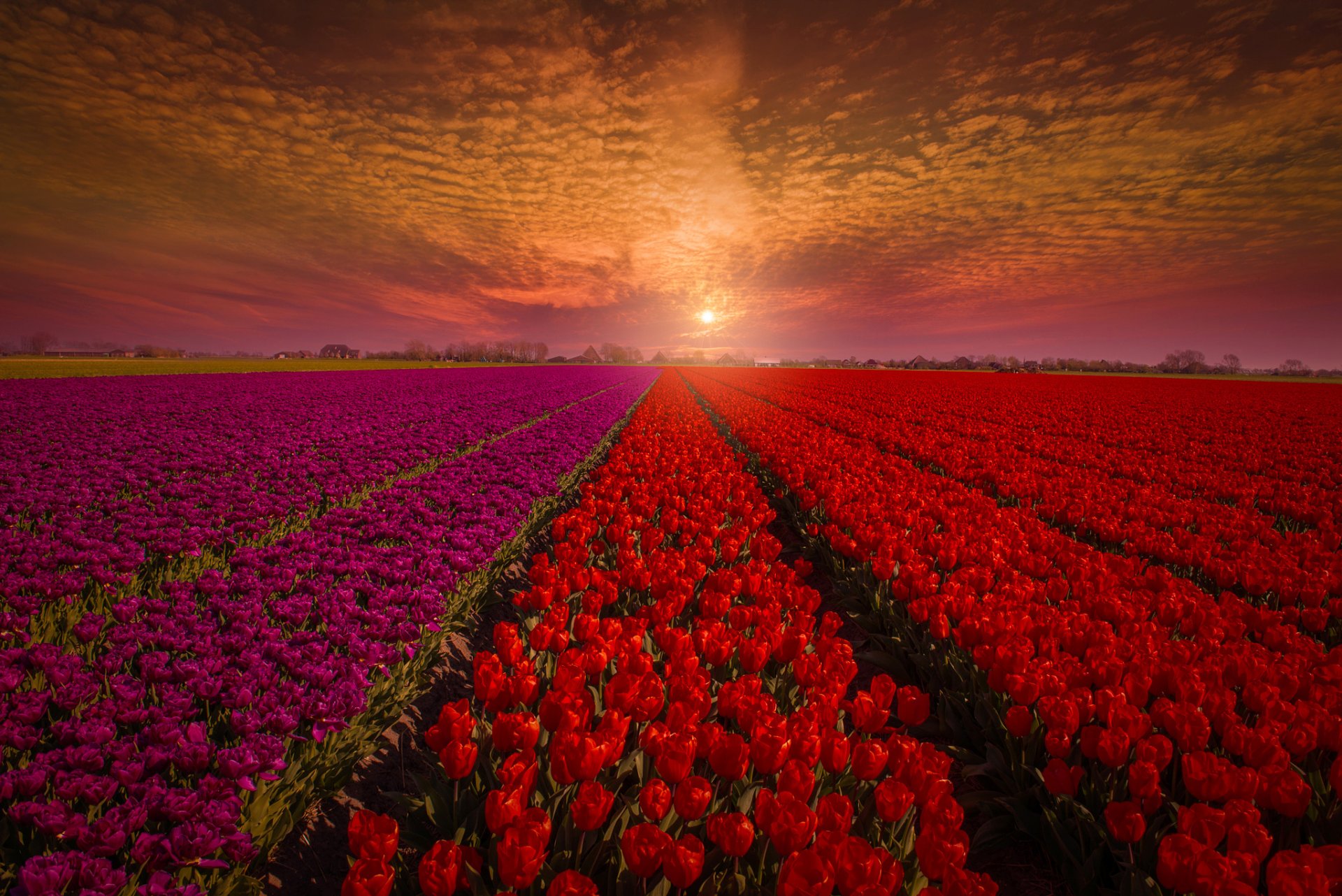 holland feld tulpen blumen knospen rot himmel sonnenuntergang natur