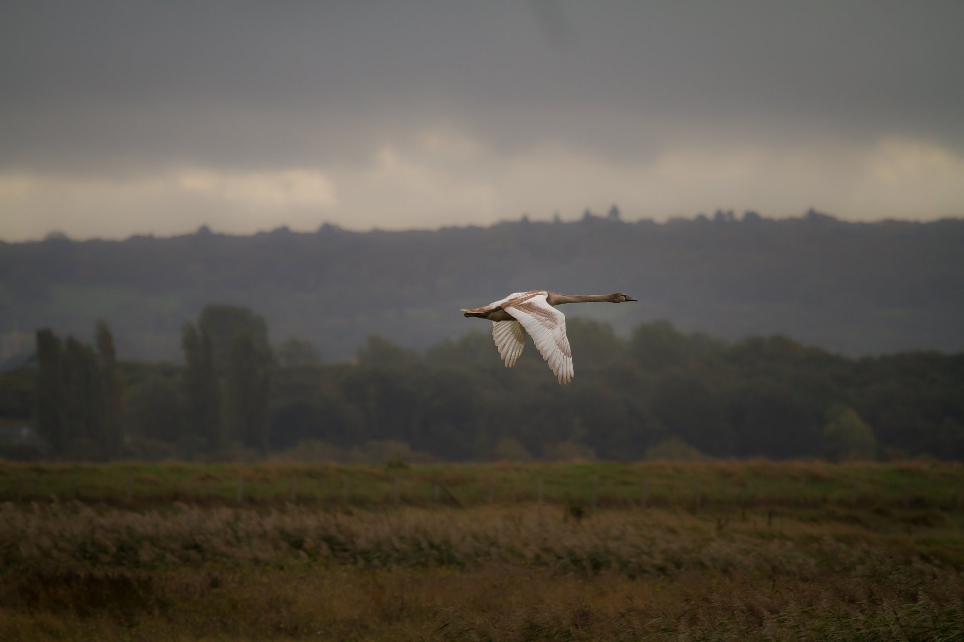 cisne pájaro vuelo naturaleza