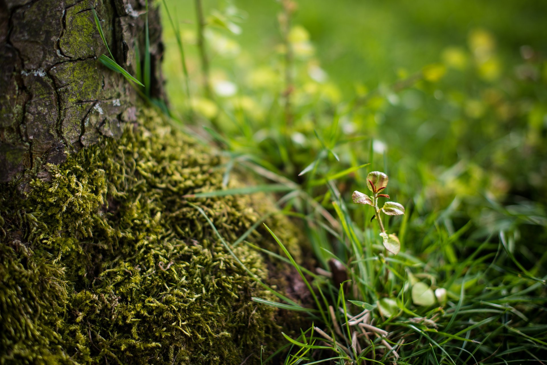 tree bark moss grass the germ blur