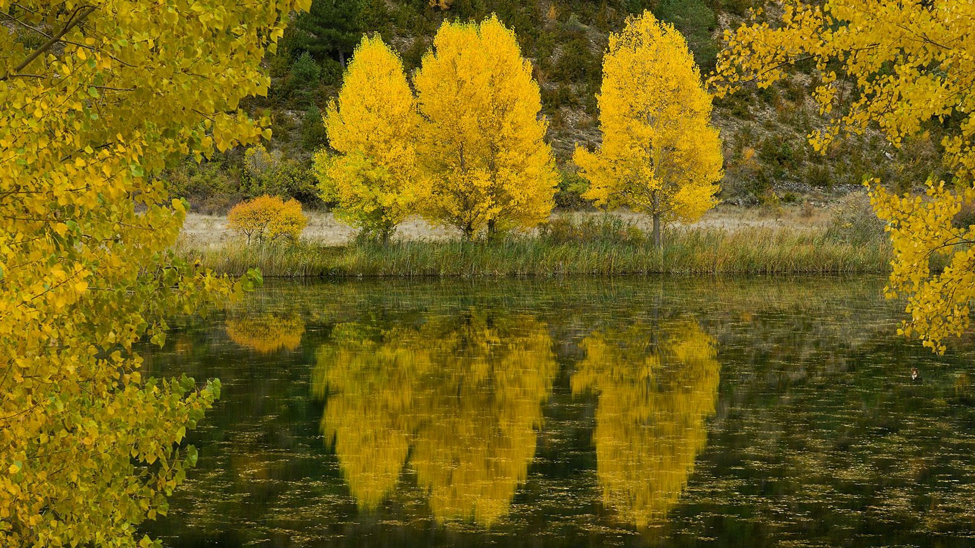 autunno alberi fiume foglie lago riflessione