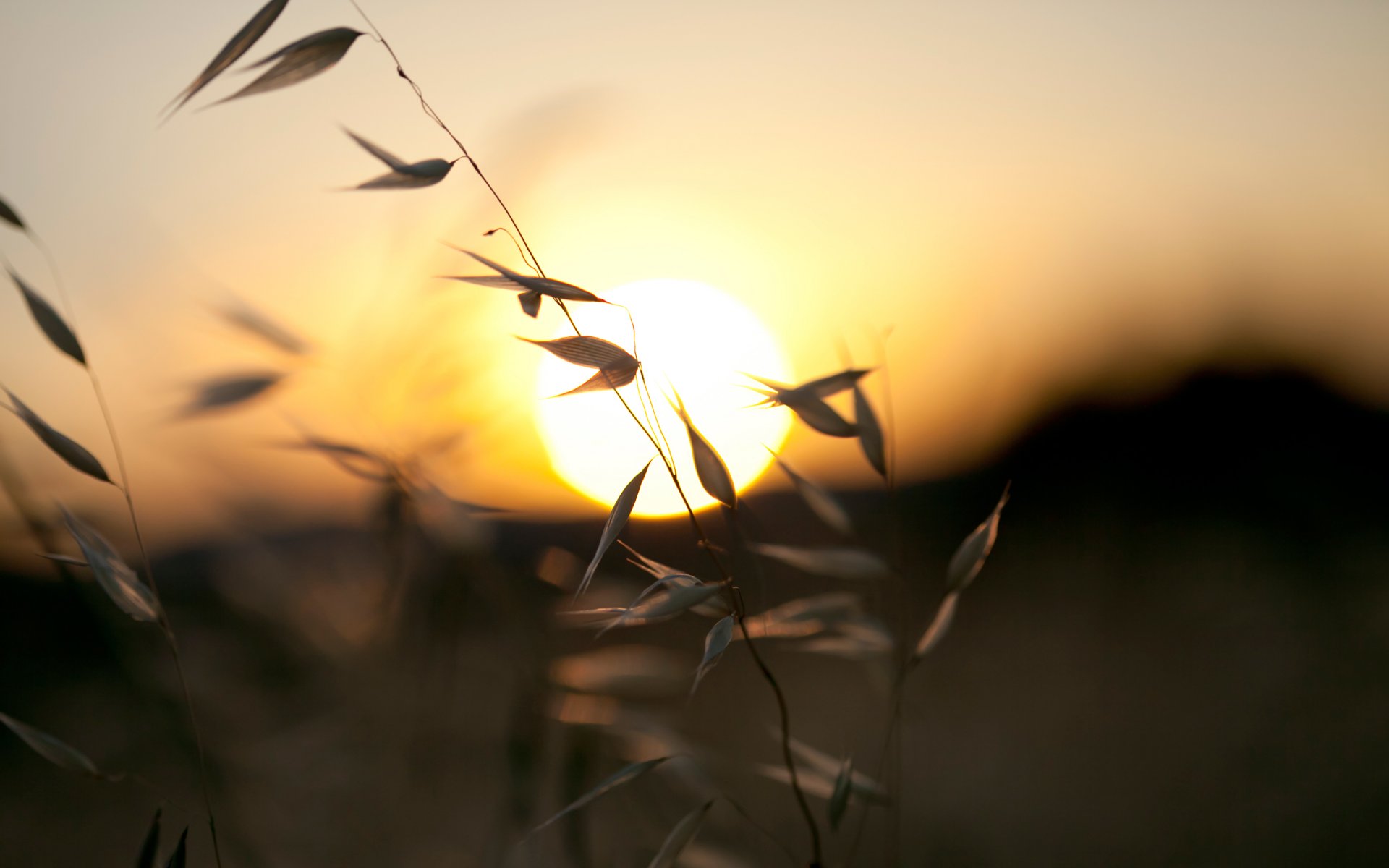 brins d herbe épopées soleil coucher de soleil soir nature herbes collines ciel peintures