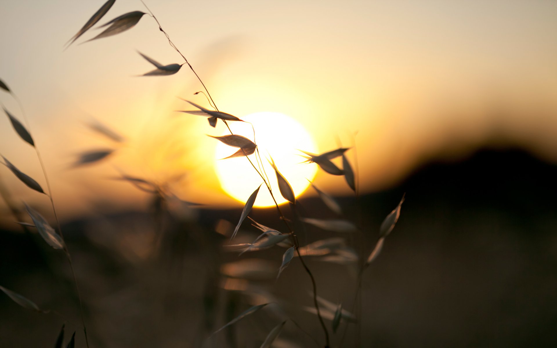 grashalme epen sonne sonnenuntergang abend natur kräuter hügel himmel farben