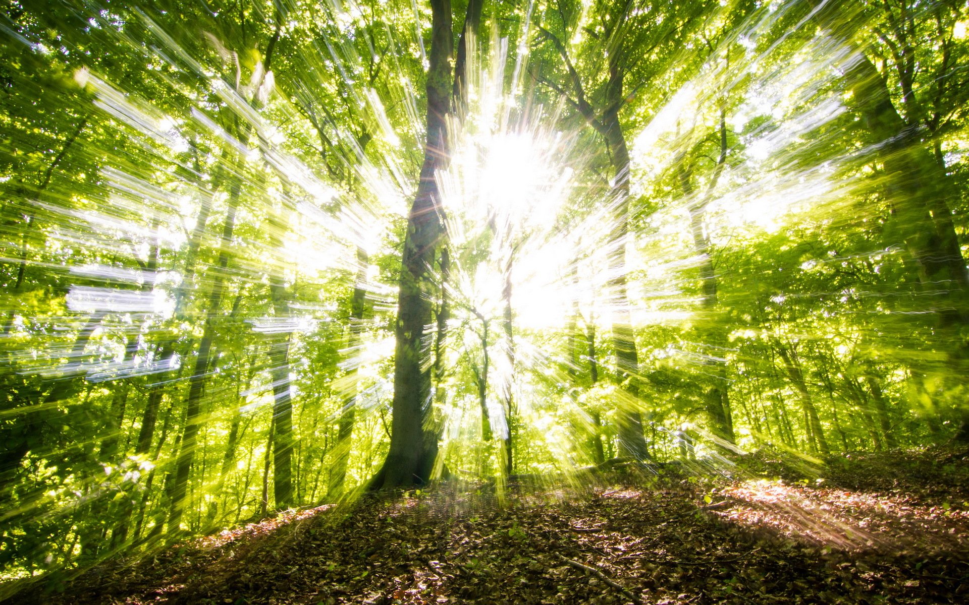 wald bäume licht natur