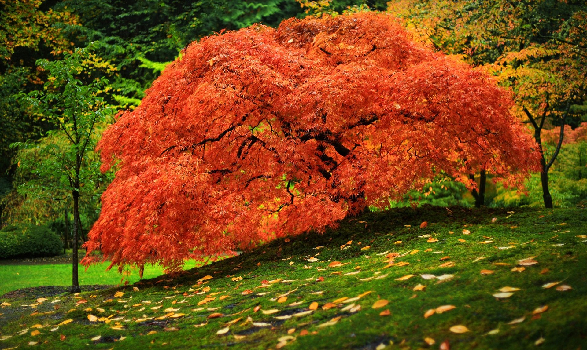 park gras blätter baum herbst