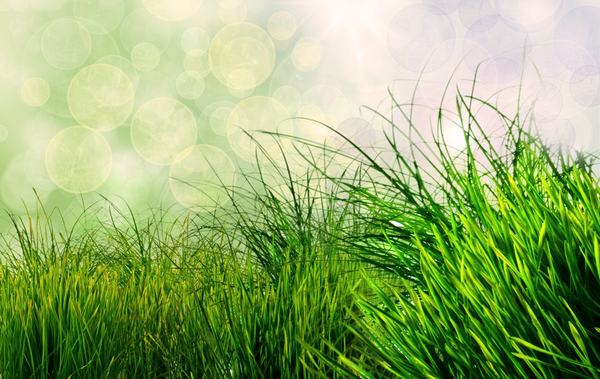 natura trawa bokeh zielony