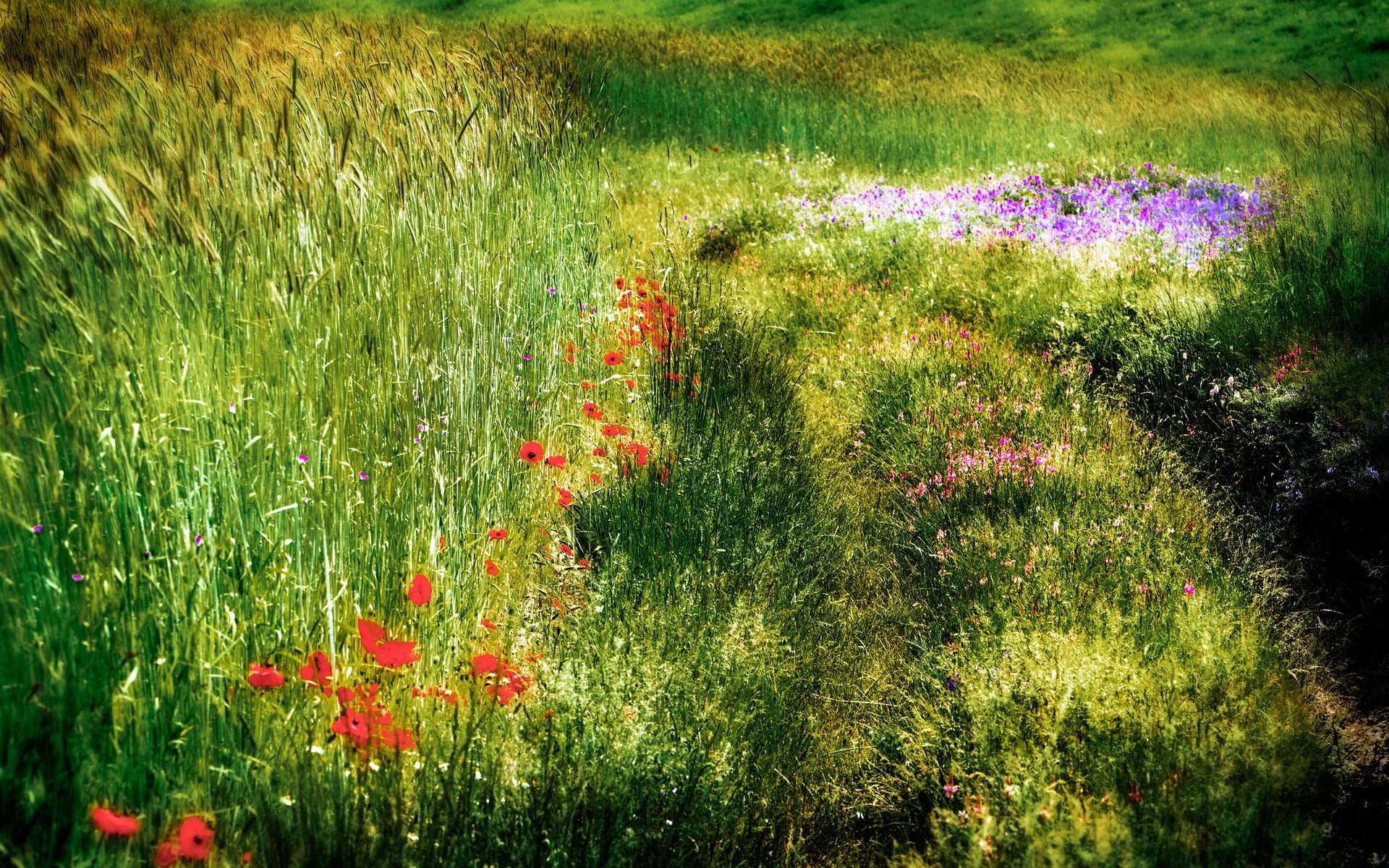 campo verano naturaleza