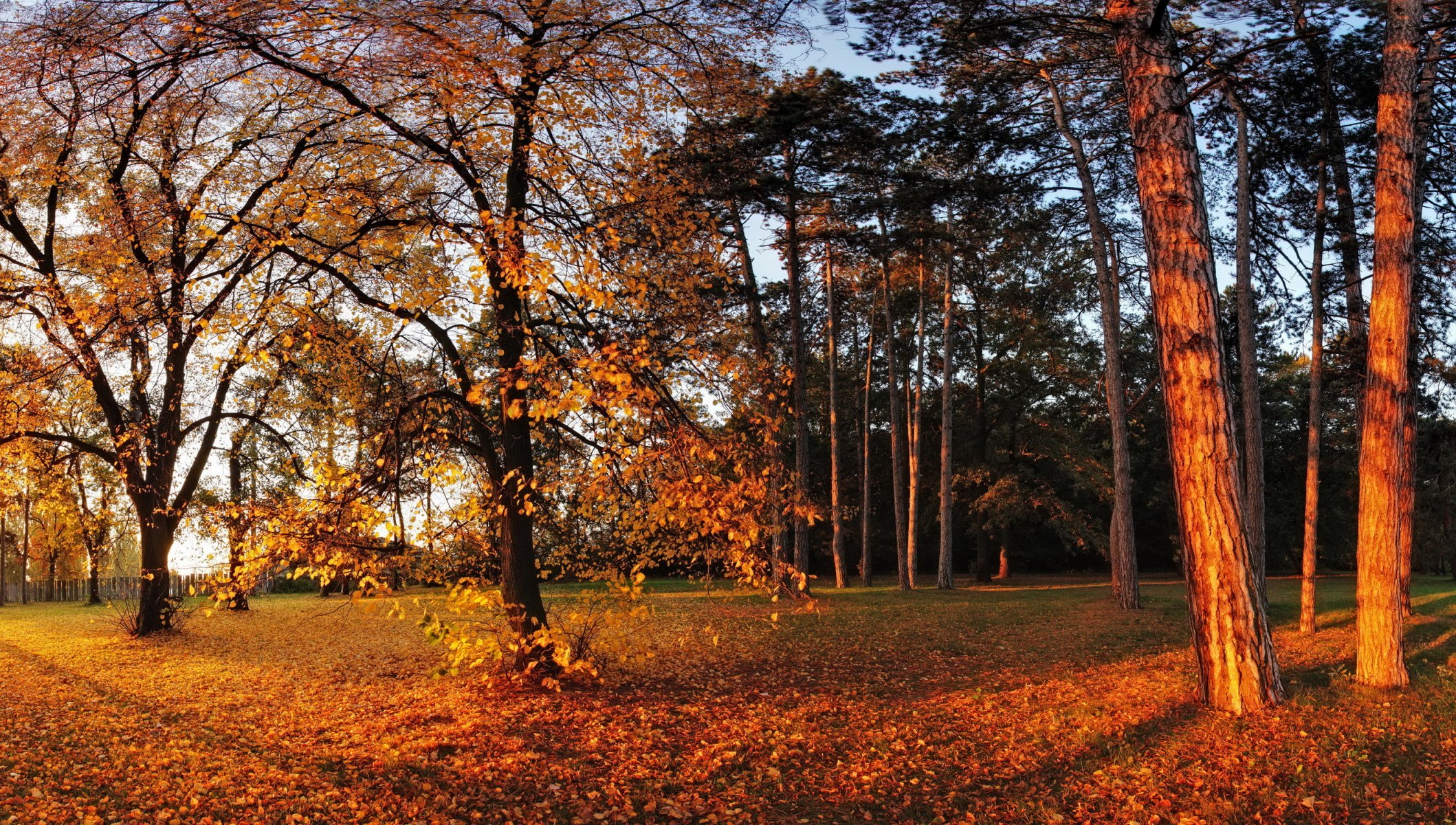 autunno parco alberi fogliame giallo sole