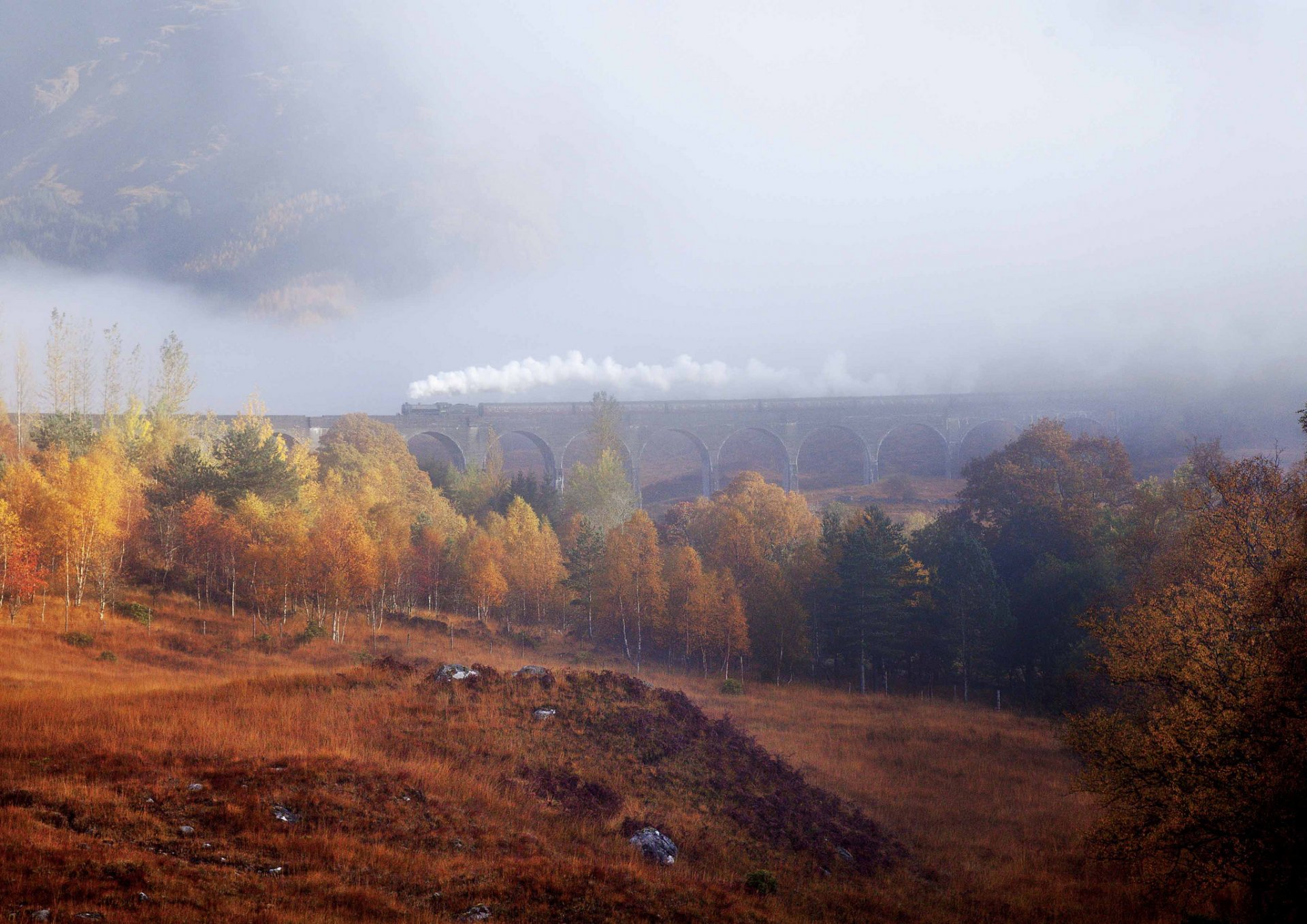 bäume wald herbst dunst nebel zug