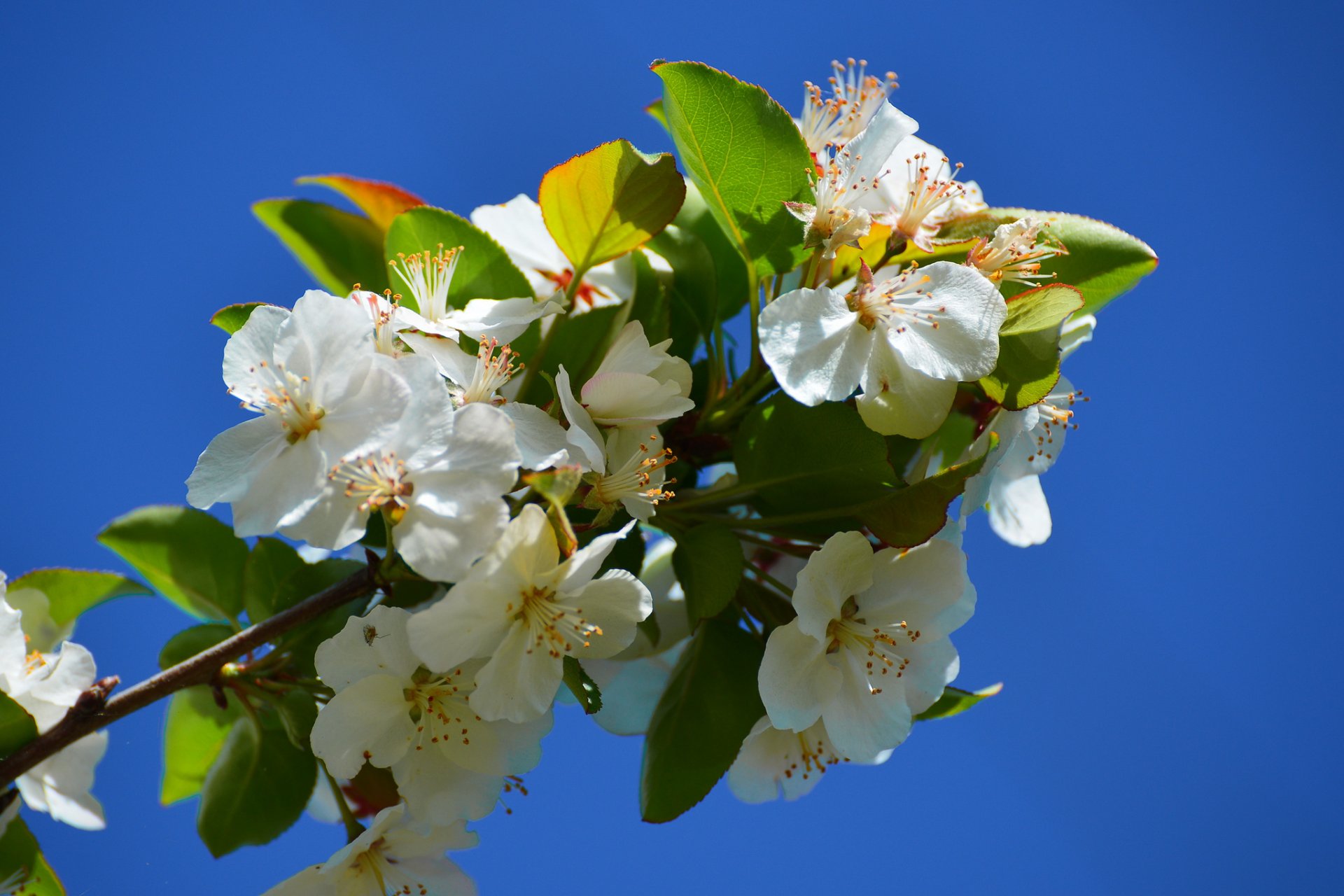 branche floraison fleurs gros plan printemps
