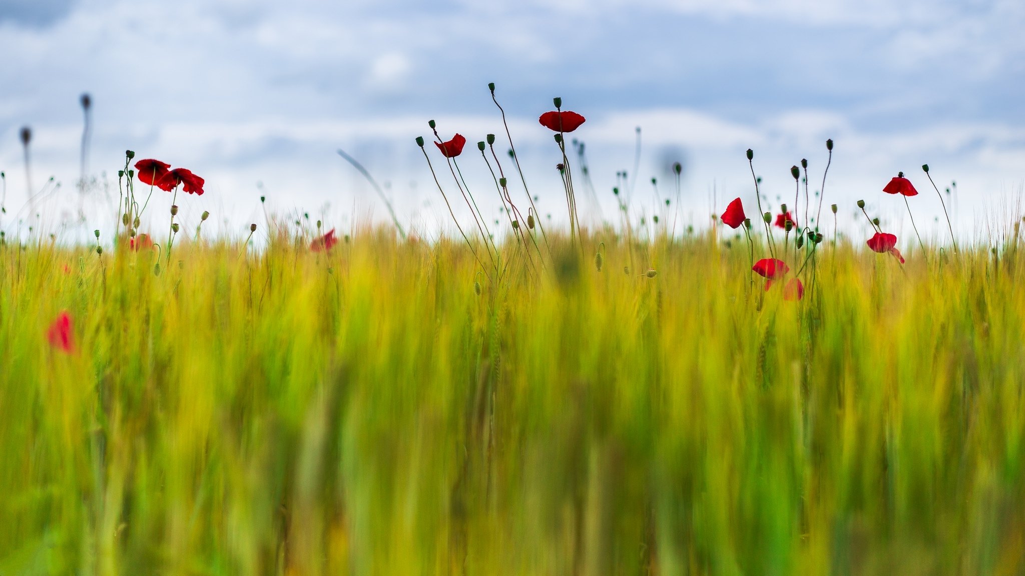 champ blé fleurs coquelicots flou