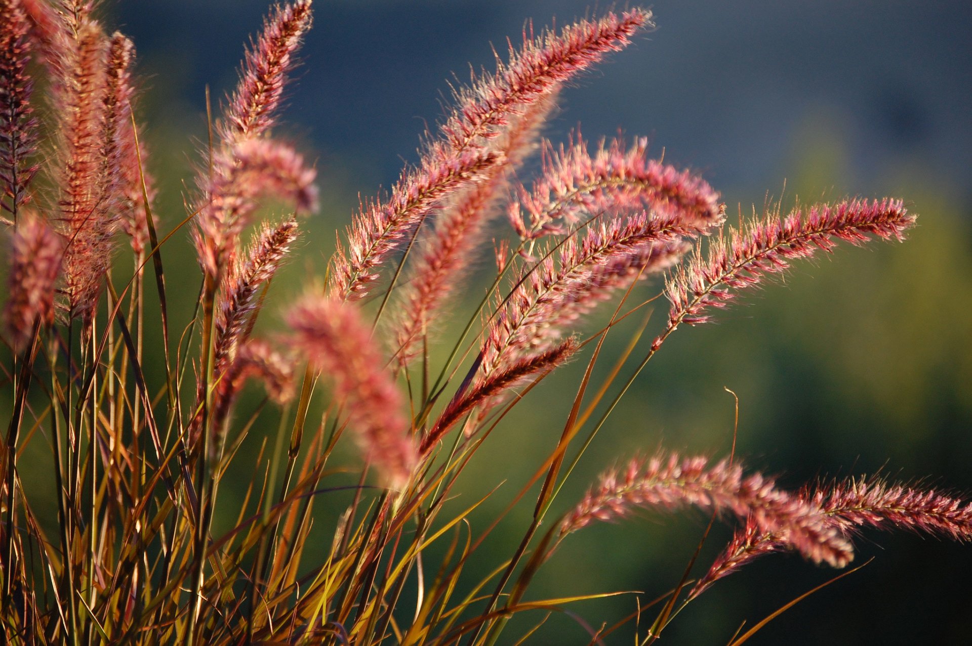 ährchen gras pflanze unschärfe natur