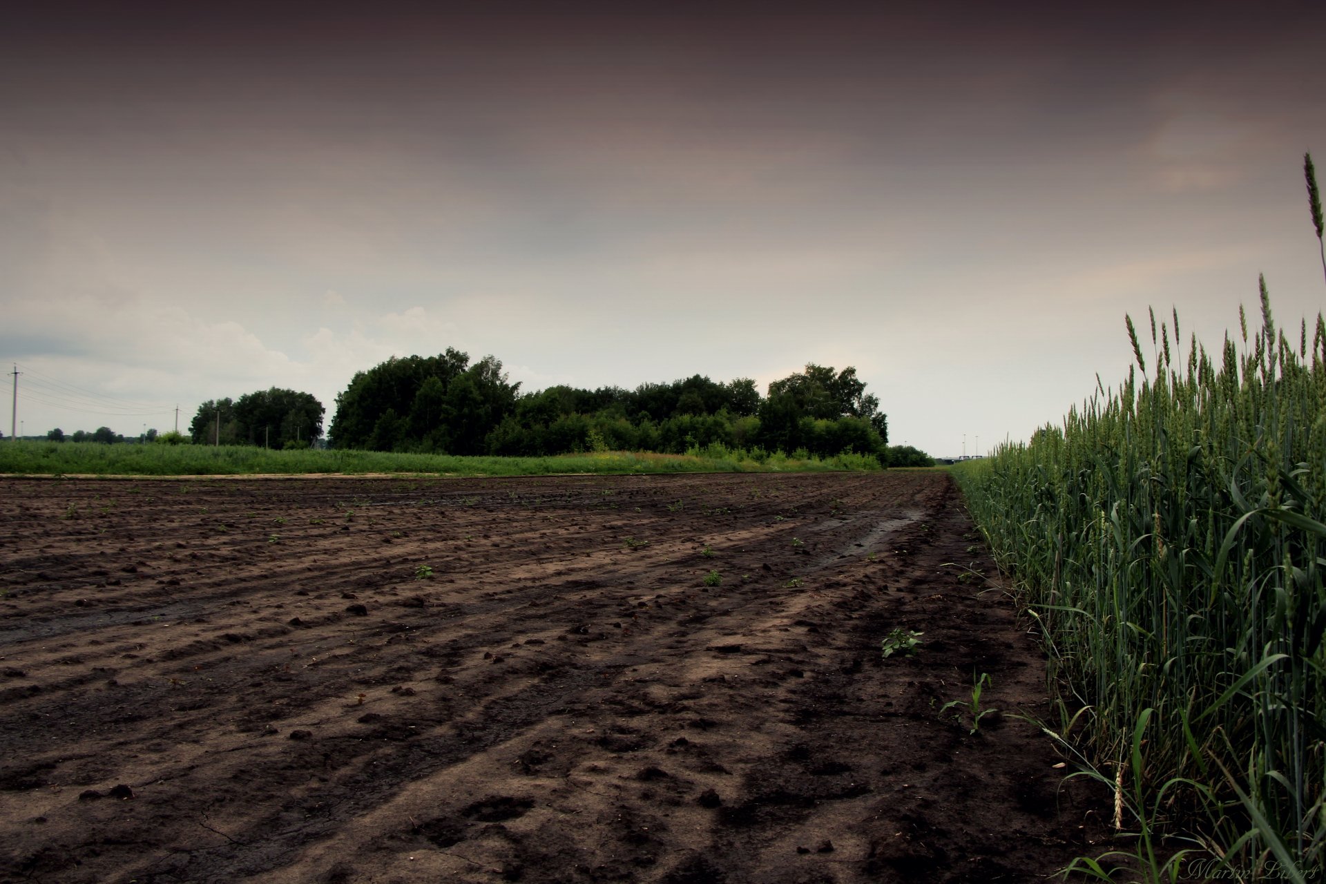 campo avena erba sera nuvoloso zalesok