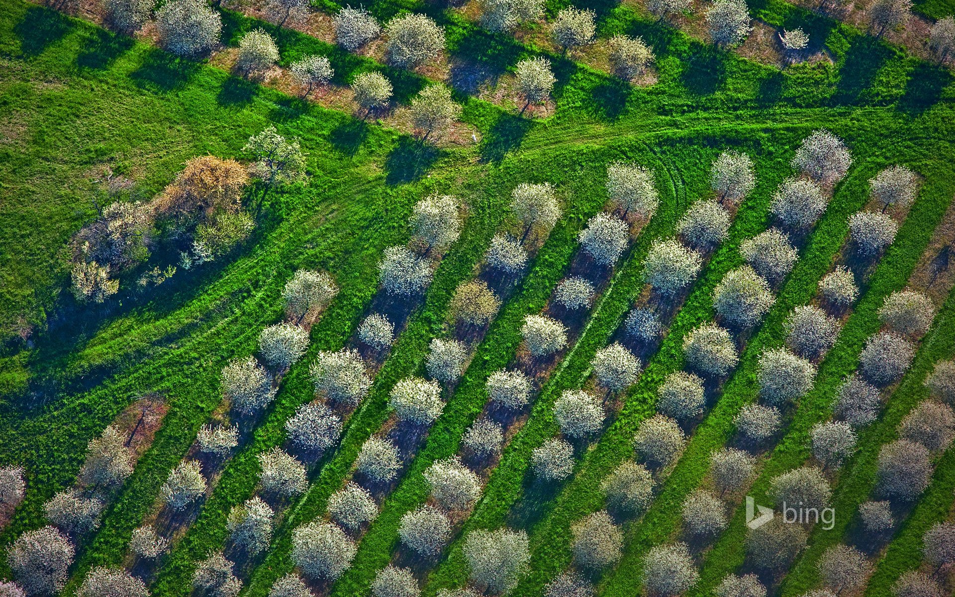 mason county michigan stati uniti d america cherry orchard alberi primavera erba panorama