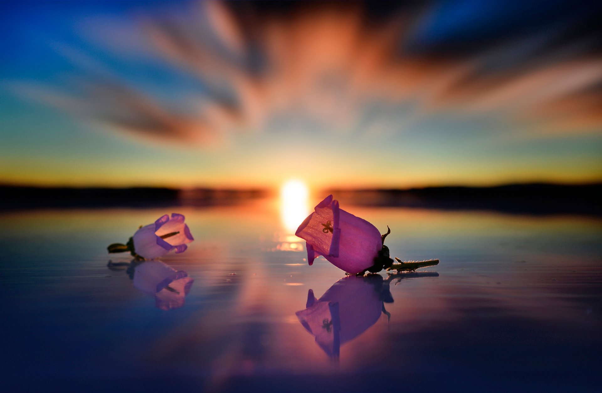 agua flores brotes reflexión sol
