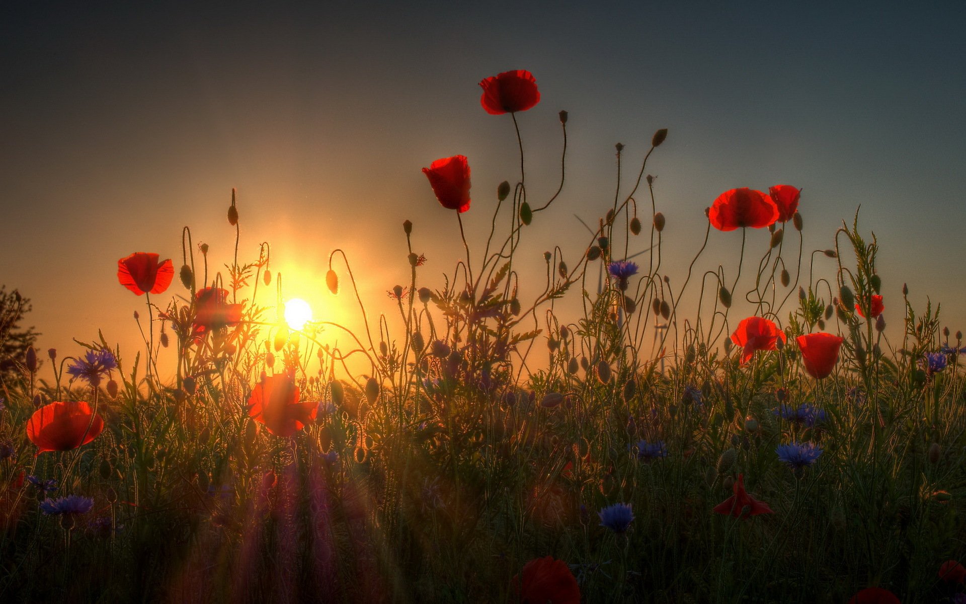 mohnblumen sonnenuntergang natur