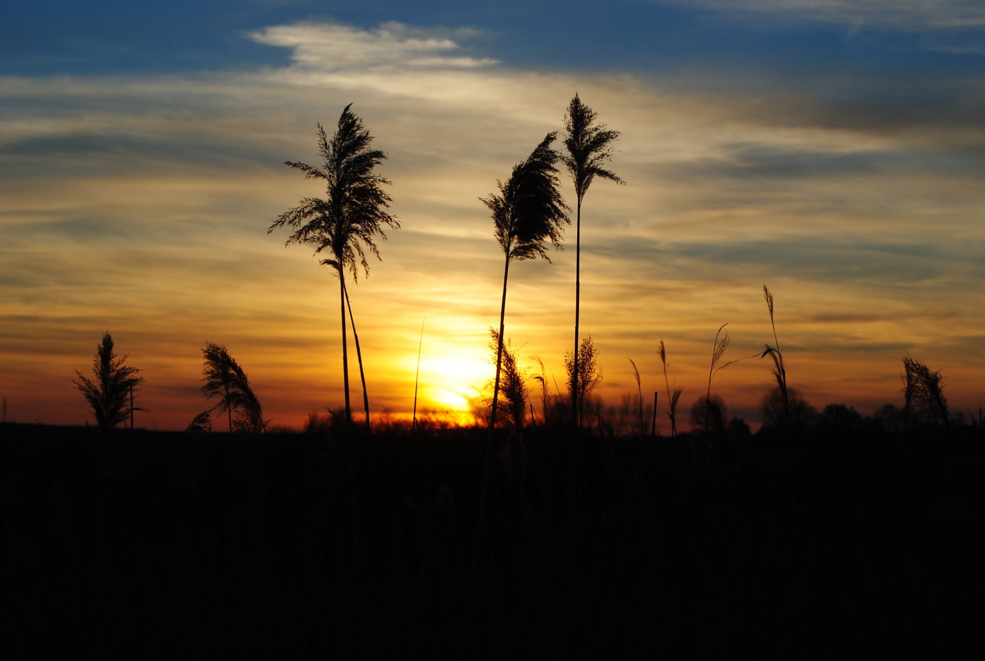 natura tramonto sera erba spighette sagoma nuvole