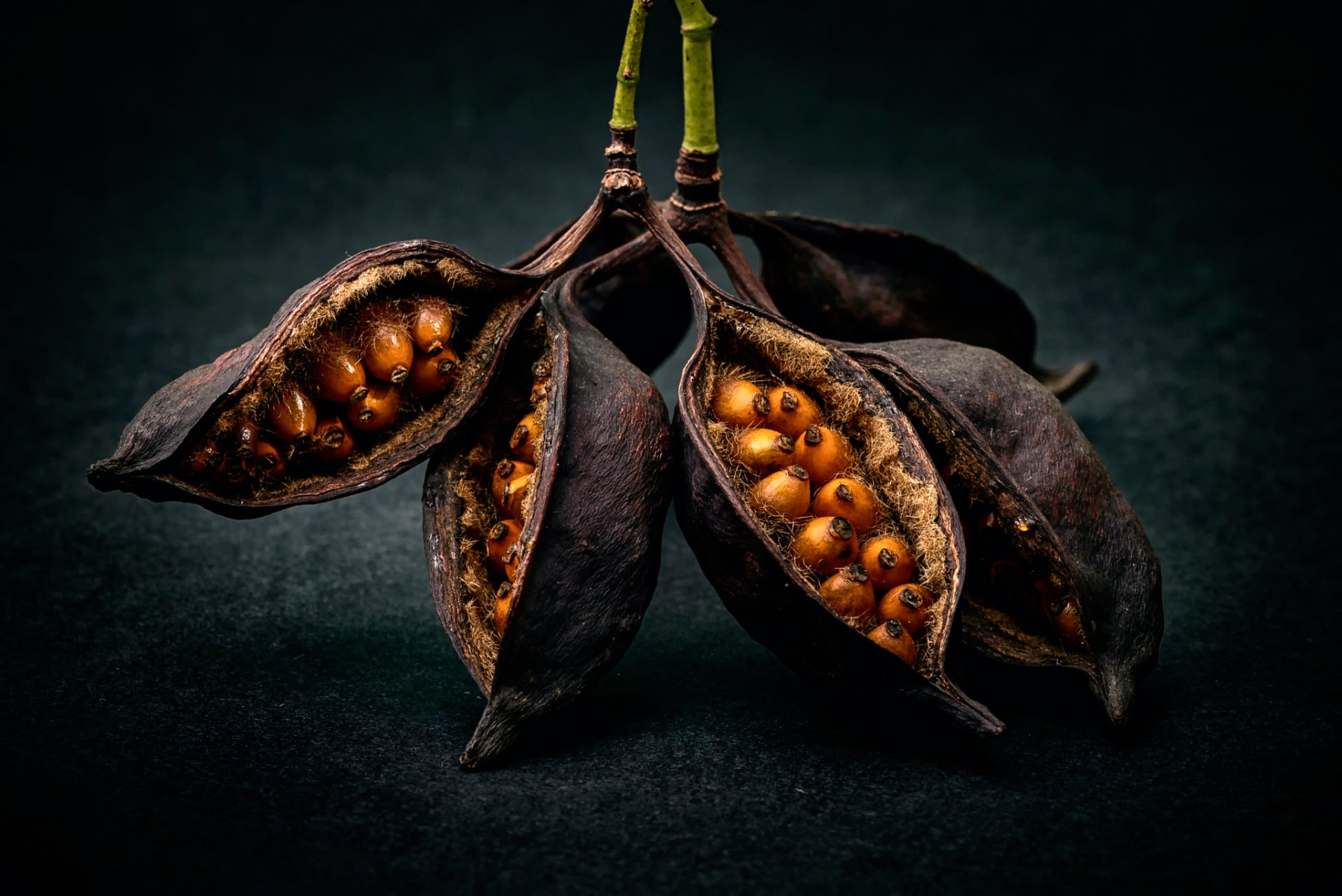 frutas semillas macro