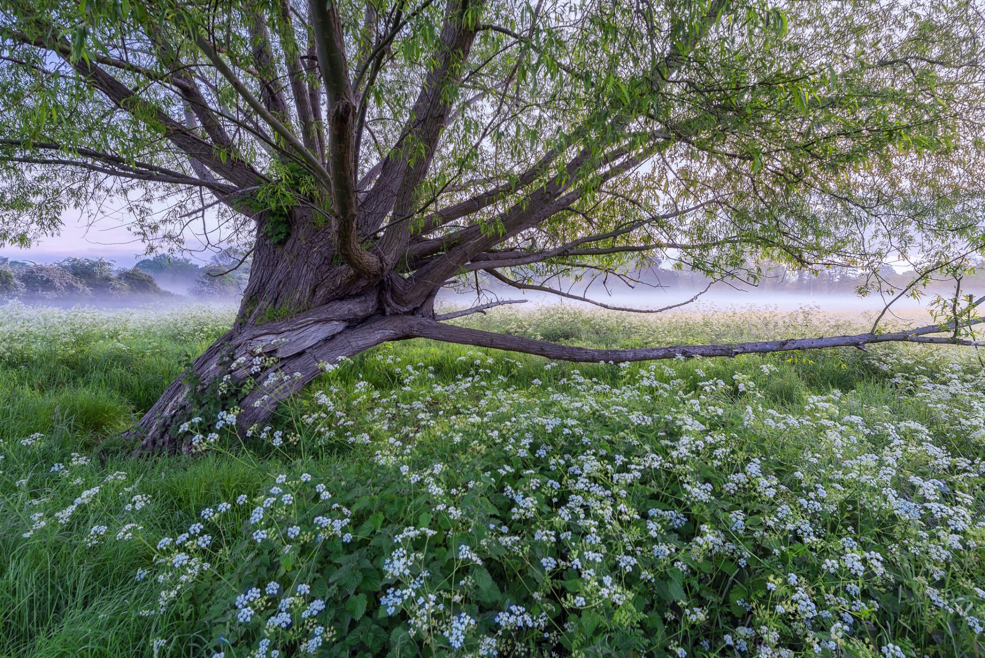 arbre pré brouillard herbe fleurs