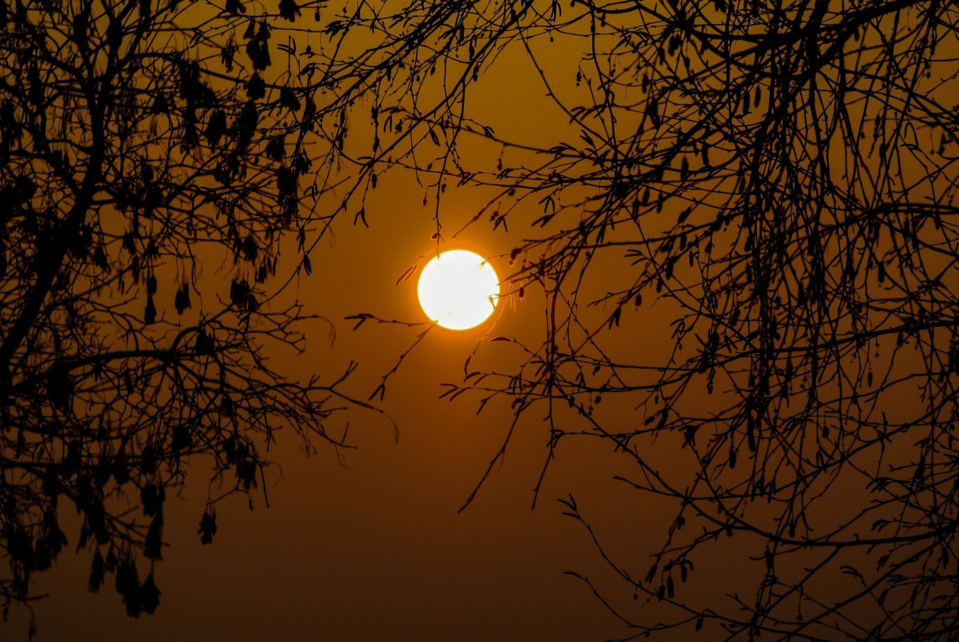 ky lake tree branches sun sunset
