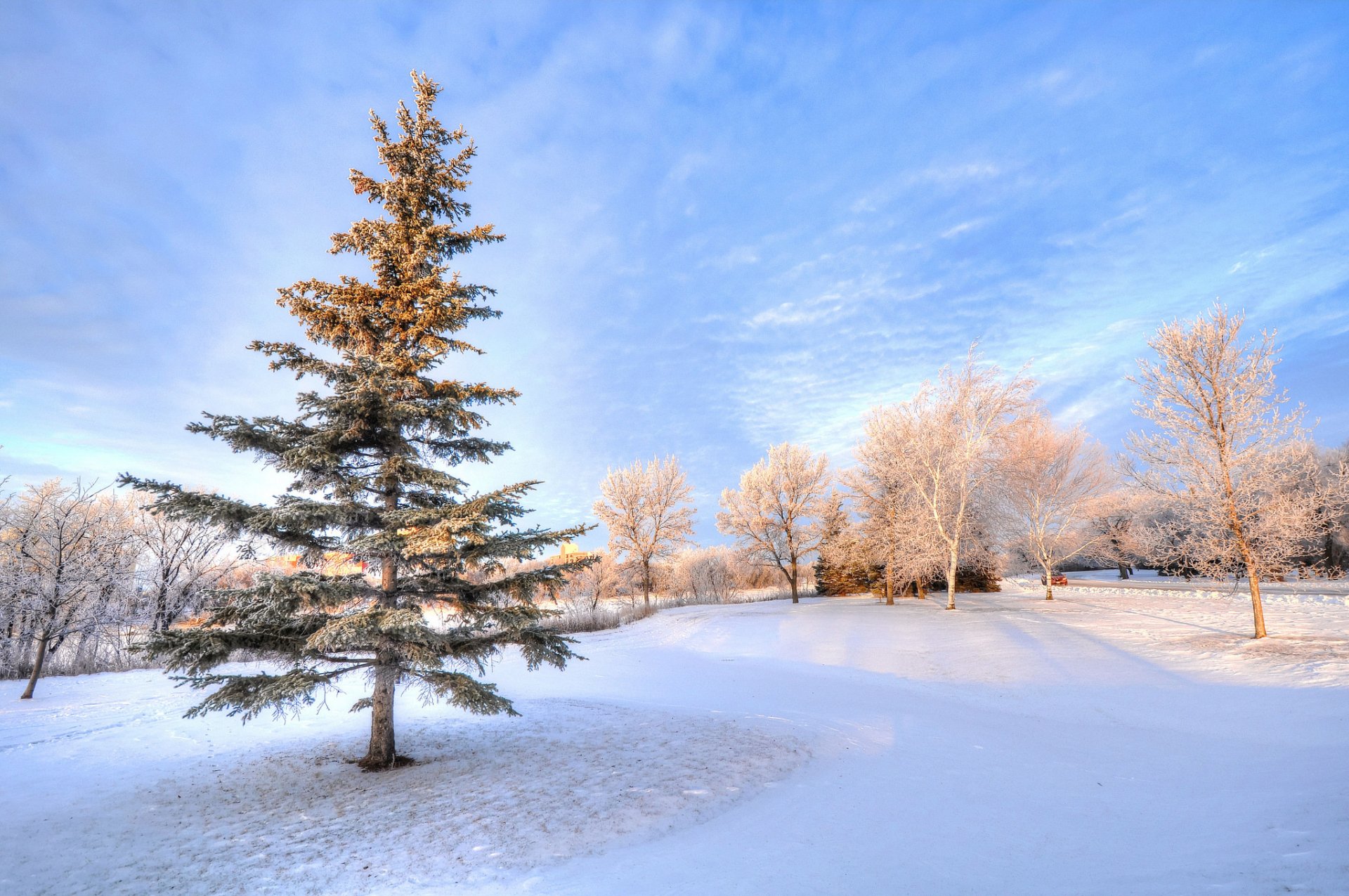 ky winter tree snow park