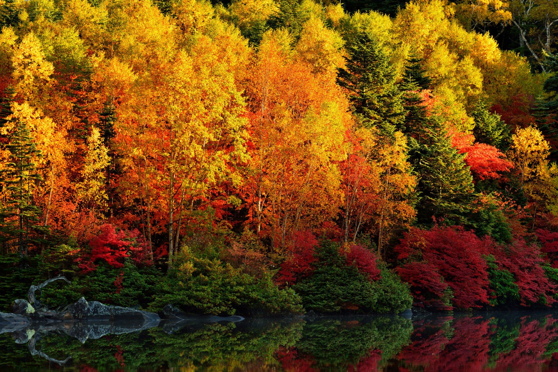foresta alberi foglie scarlatto fiume riflessione autunno
