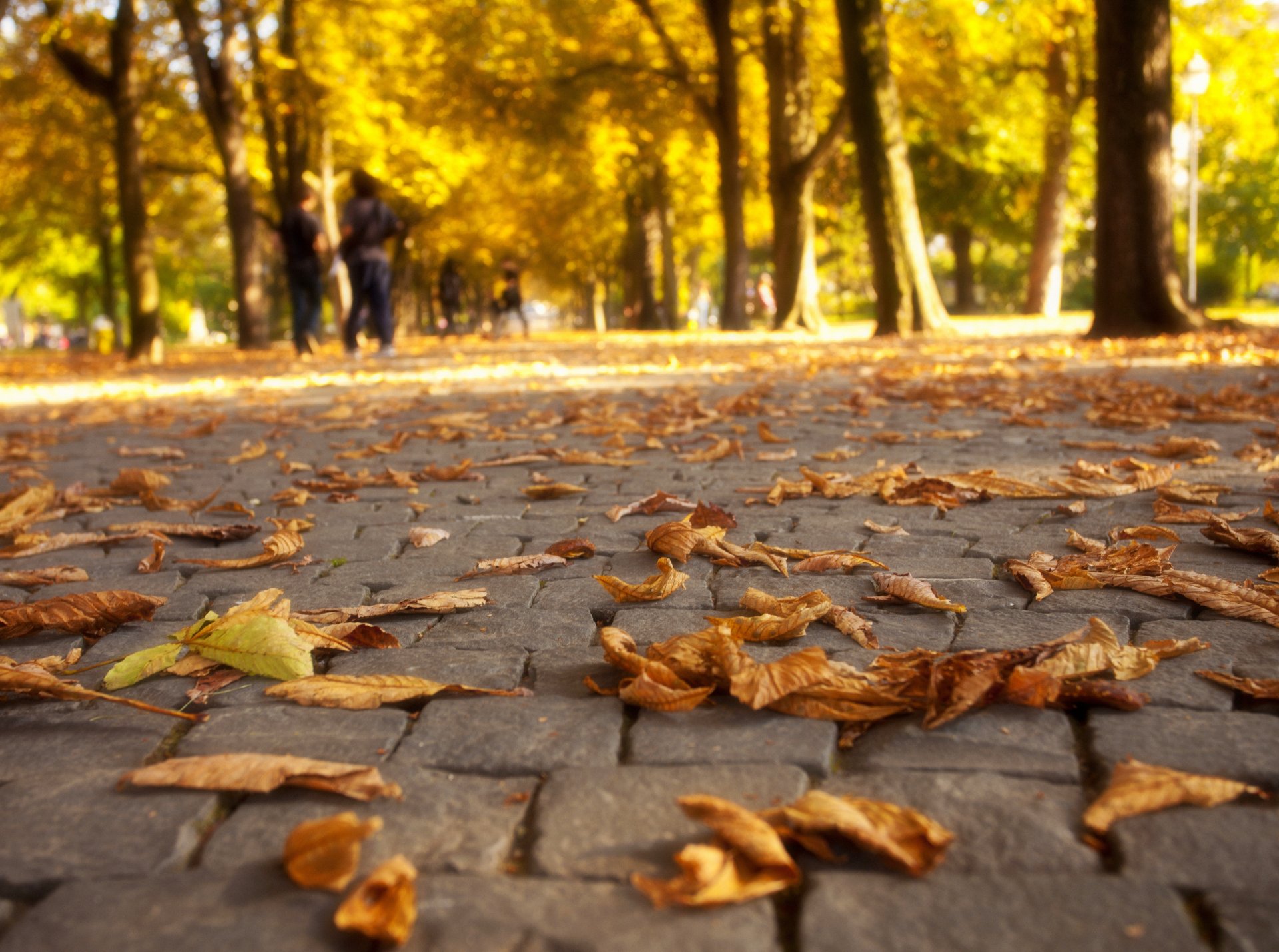 leaves trees park road colors autumn walk nature fall